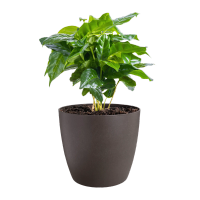 Calathea Zebrina La plante vivante - elho® - Give room to nature