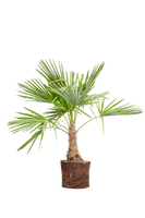 trachycarpus-fortunei-chinese-windmill-palm