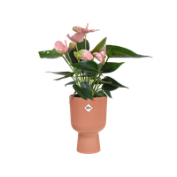 vibes-fold-coupe-14cm-rose-poudre