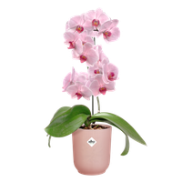vibes-fold-orchid-high-12-5cm-rosa-glaseado
