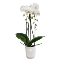 vibes-fold-orchidee-haut-12-5cm-blanc-soie