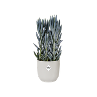 vibes-fold-rund-18cm-seidenweiss