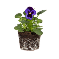 violaceae-violeta