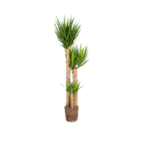 yucca-gigantea-spineless-yucca-yuca