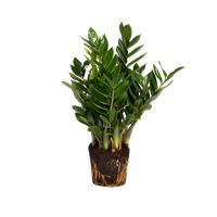 zamioculcas-zamiifolia-palma-dappartamento