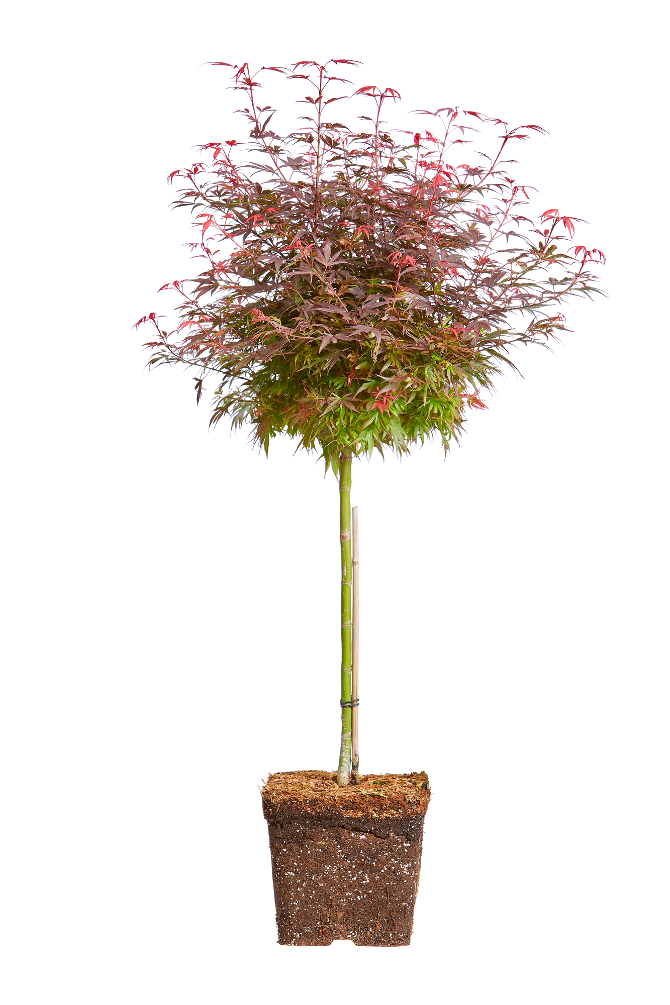 Fcher-Ahorn Fcher-Ahorn - elho - Give room to nature
