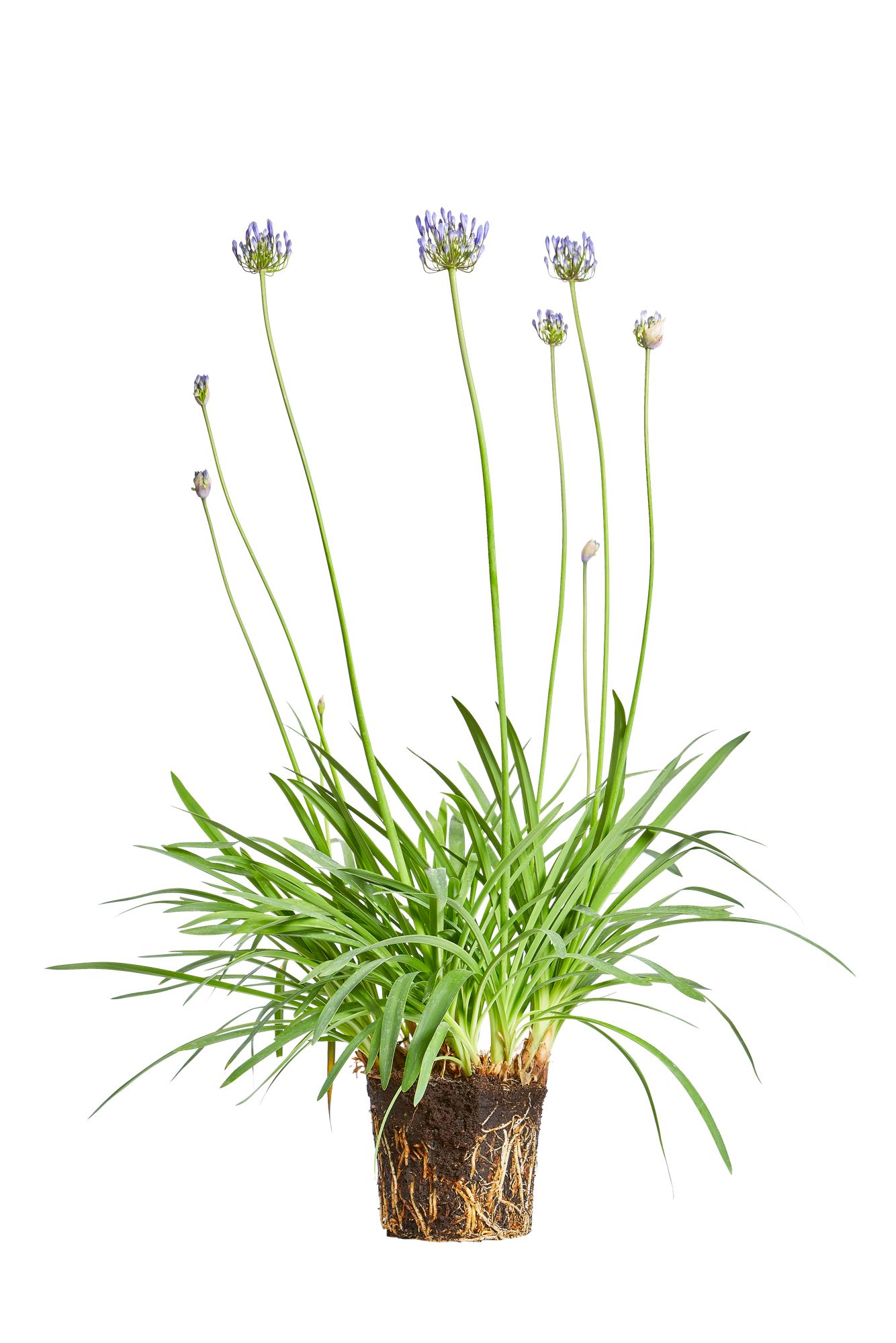 Schmucklilien Schmucklilien - elho - Give room to nature