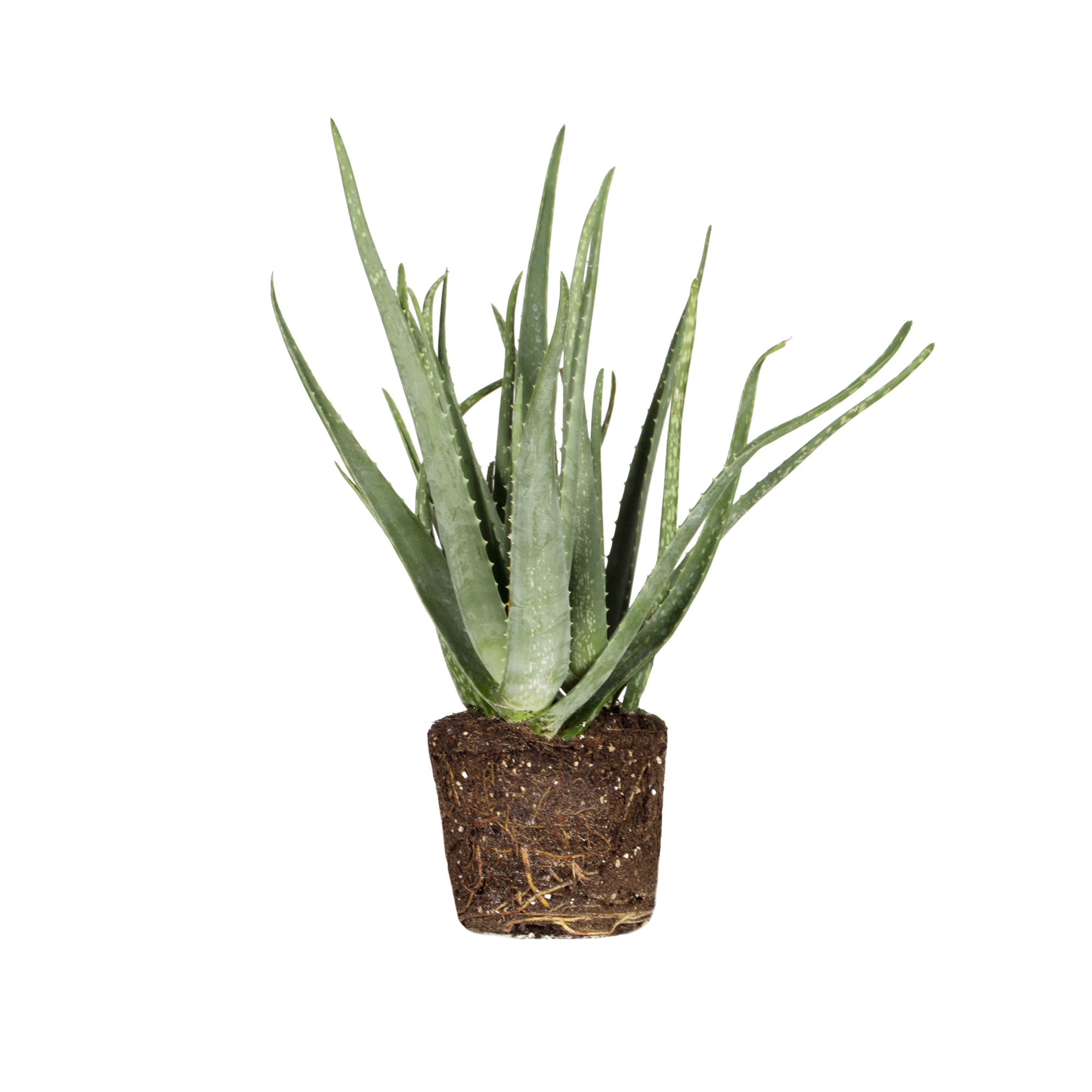 Aloe vera Aloe vera - elho - Give room to nature