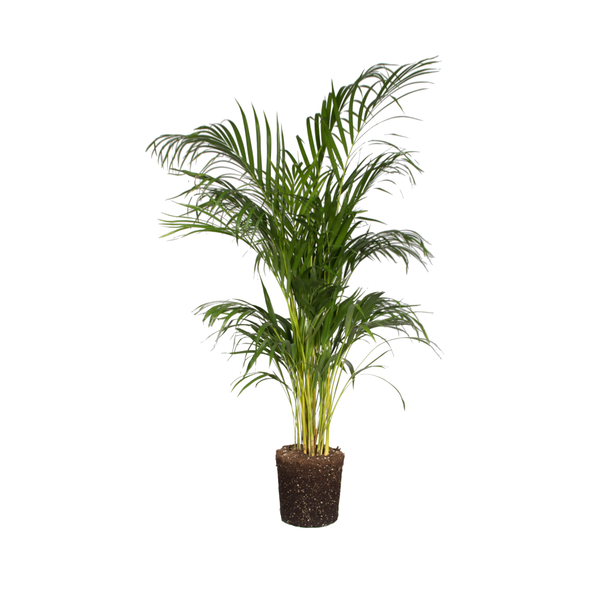 Areca palm Areca palm - elho - Give room to nature