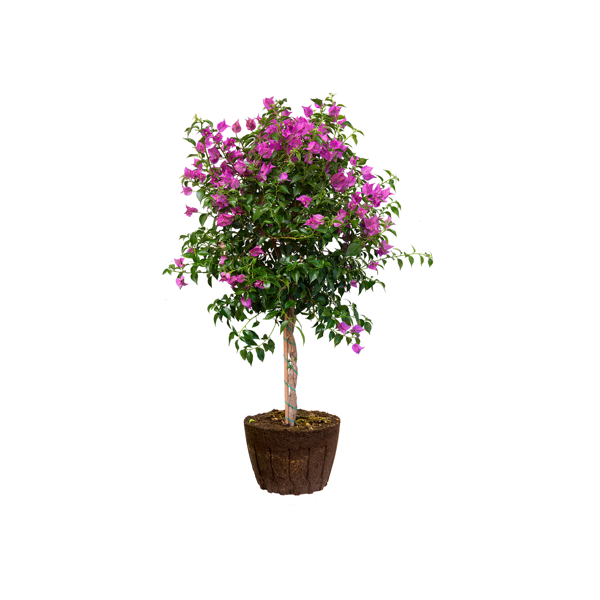 Plant in a Box - Bougainvillea - Bougainvillea op rek - Roze bloemen - Klimplant - Tuinplant - Pot 17cm - Hoogte 50-60cm
