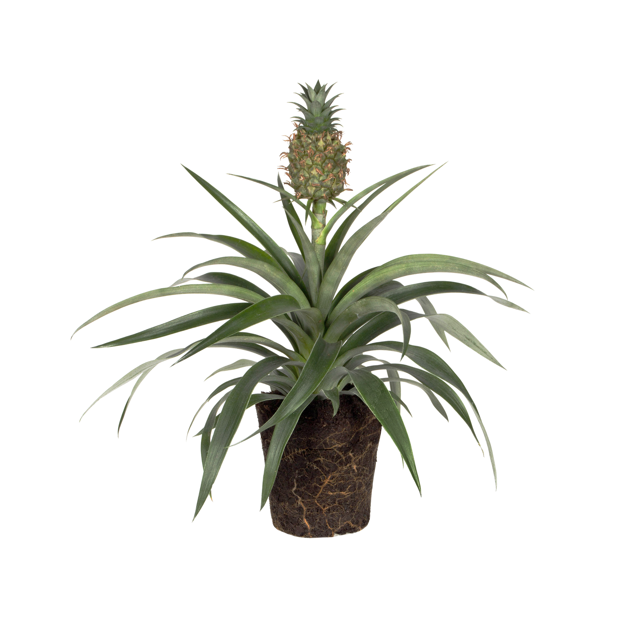 Planta de la piña Planta de la piña - elho® - Give room to nature