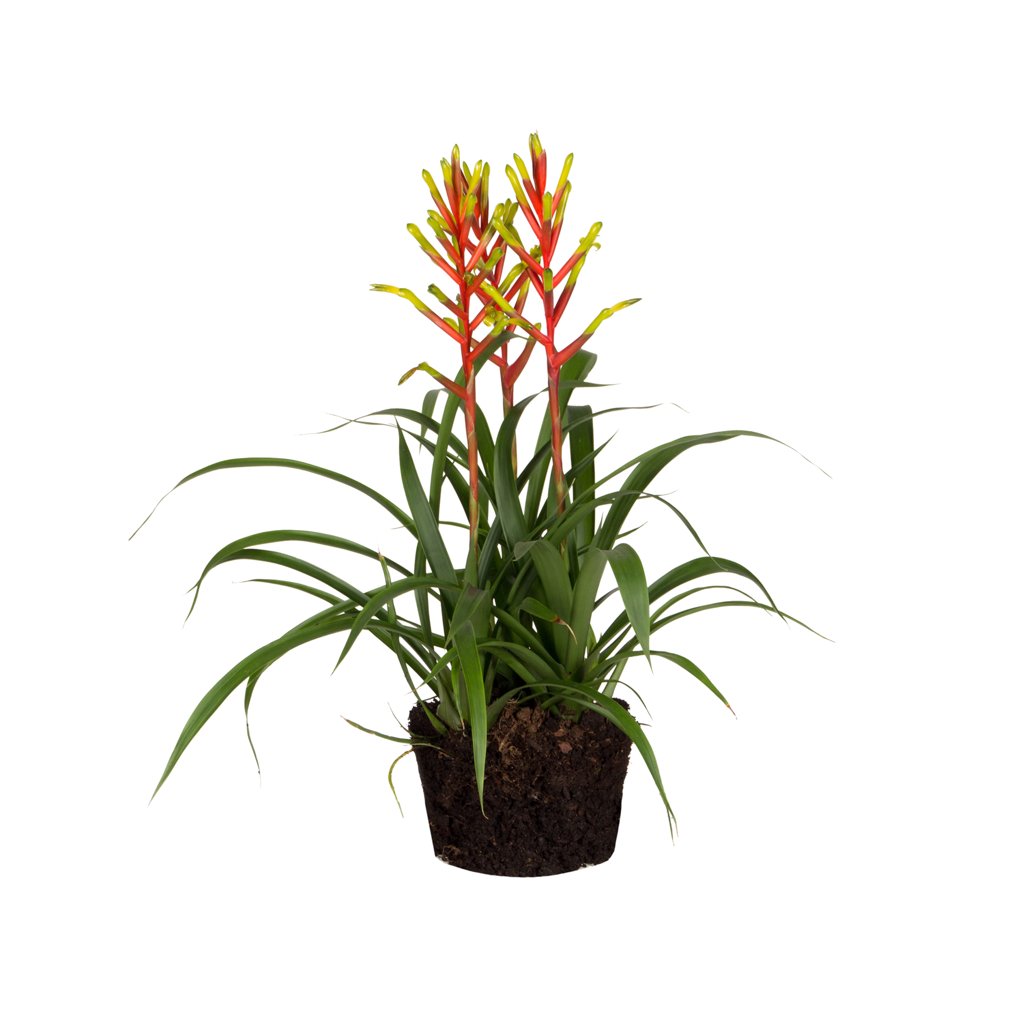 Bromelia guzmania Bromelia guzmania - elho - Give room to nature