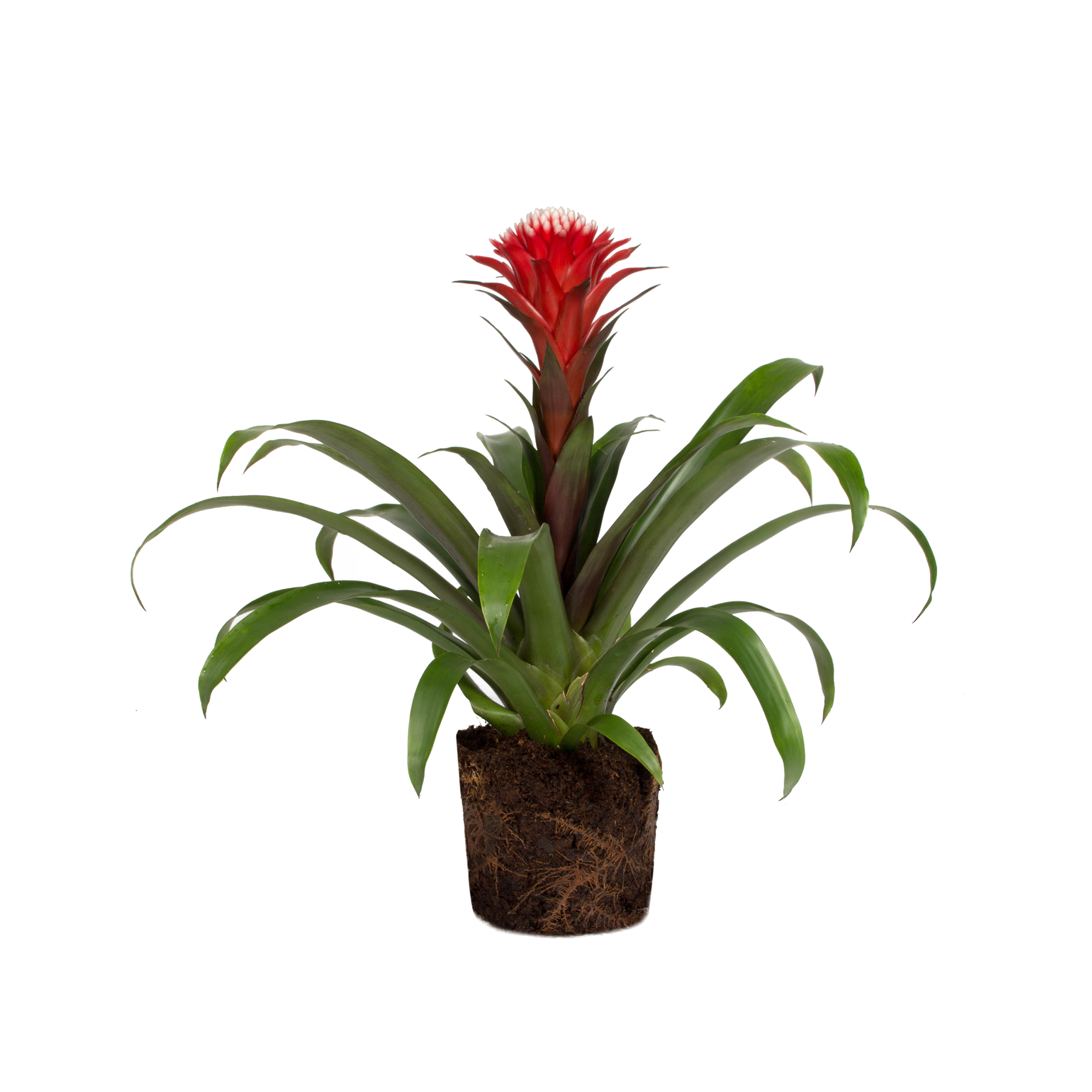 eibe ohne beeren kaufen Eibe kaufen main image 0