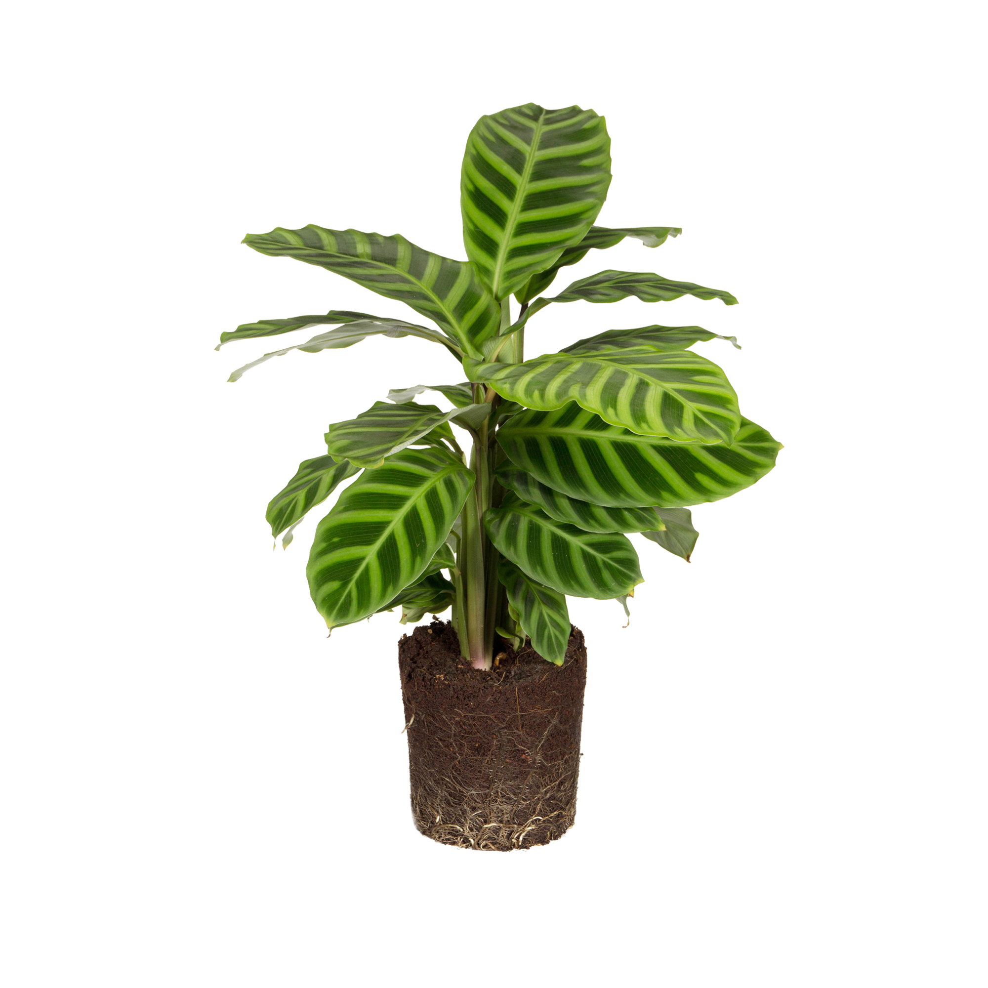 dracena marginata plant care Dracaena Marginata | Dragon Tree | 8