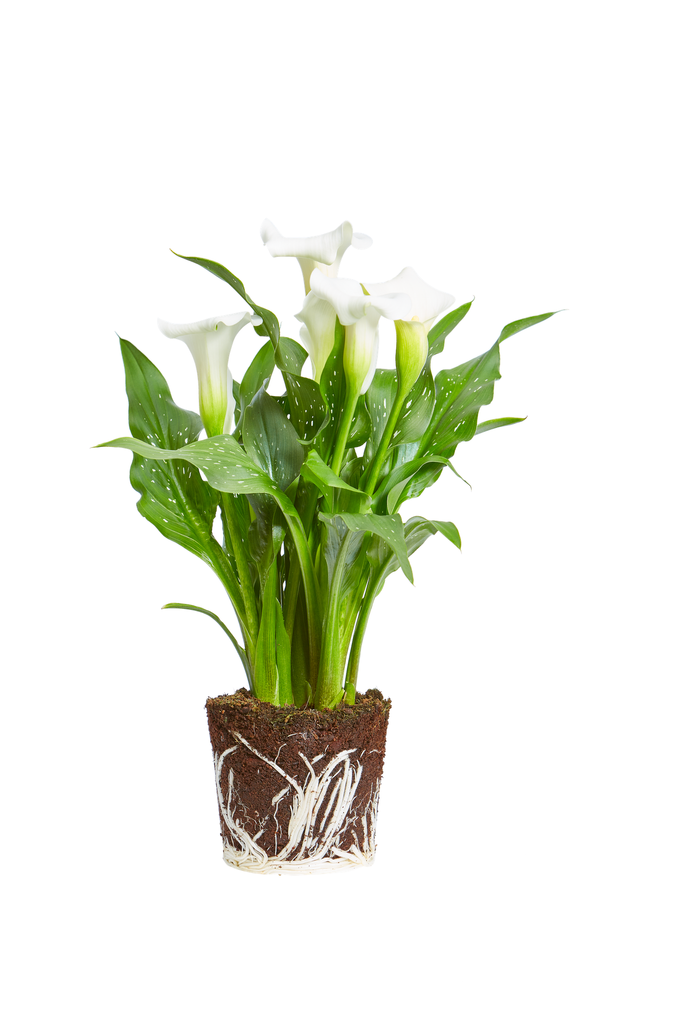 flower oriental lily Oriental Lily – GardenTap main image 1