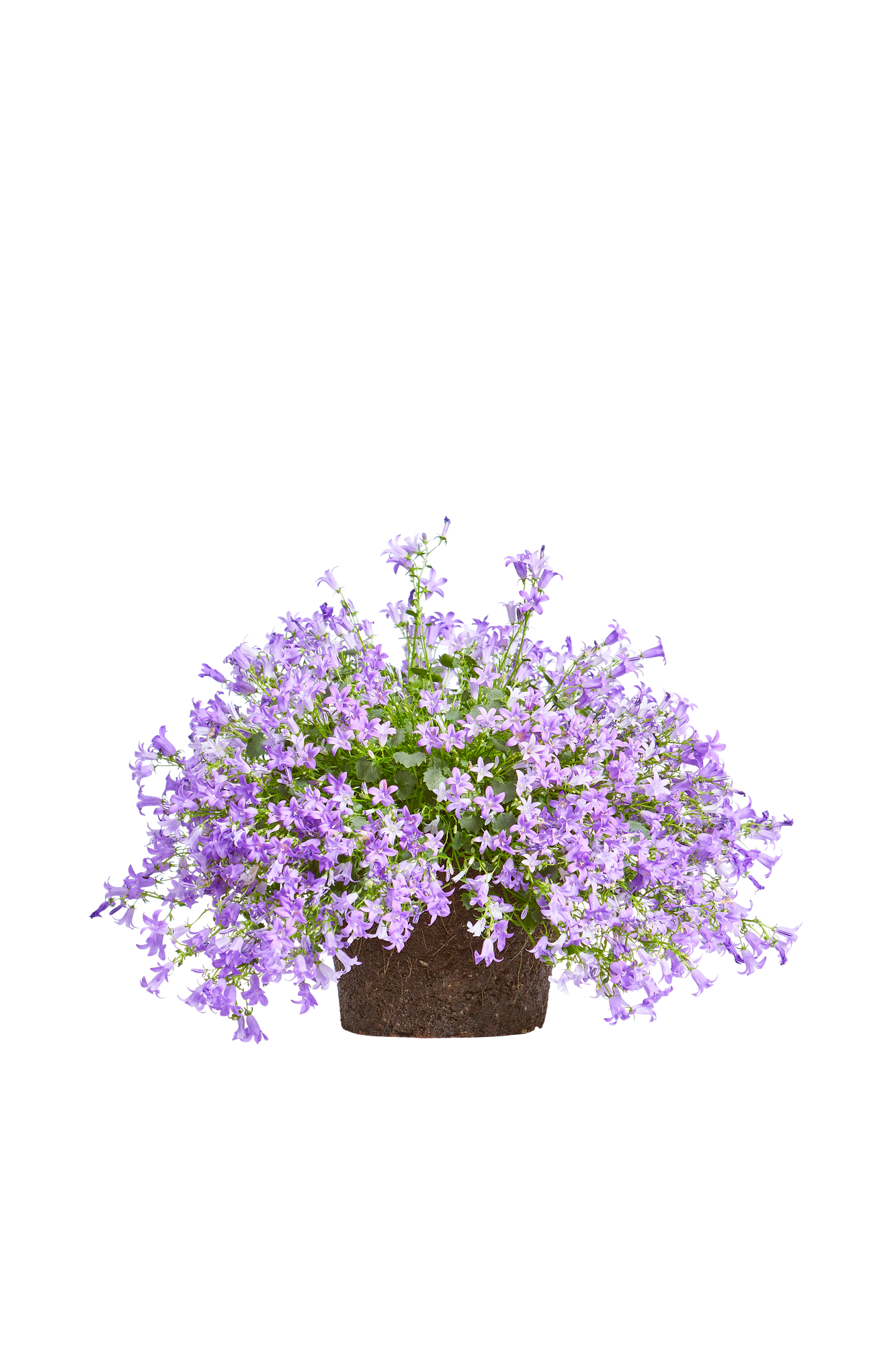Glockenblume Glockenblume - elho - Give room to nature
