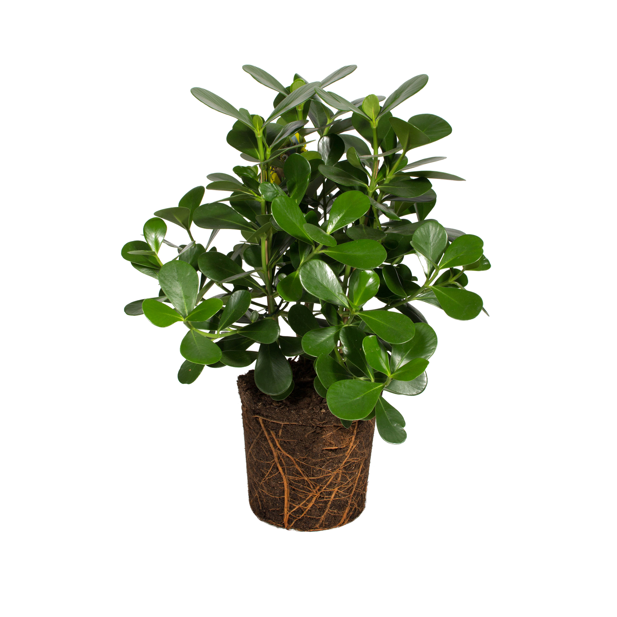 Autograph Tree Autograph Tree - elho - Give room to nature