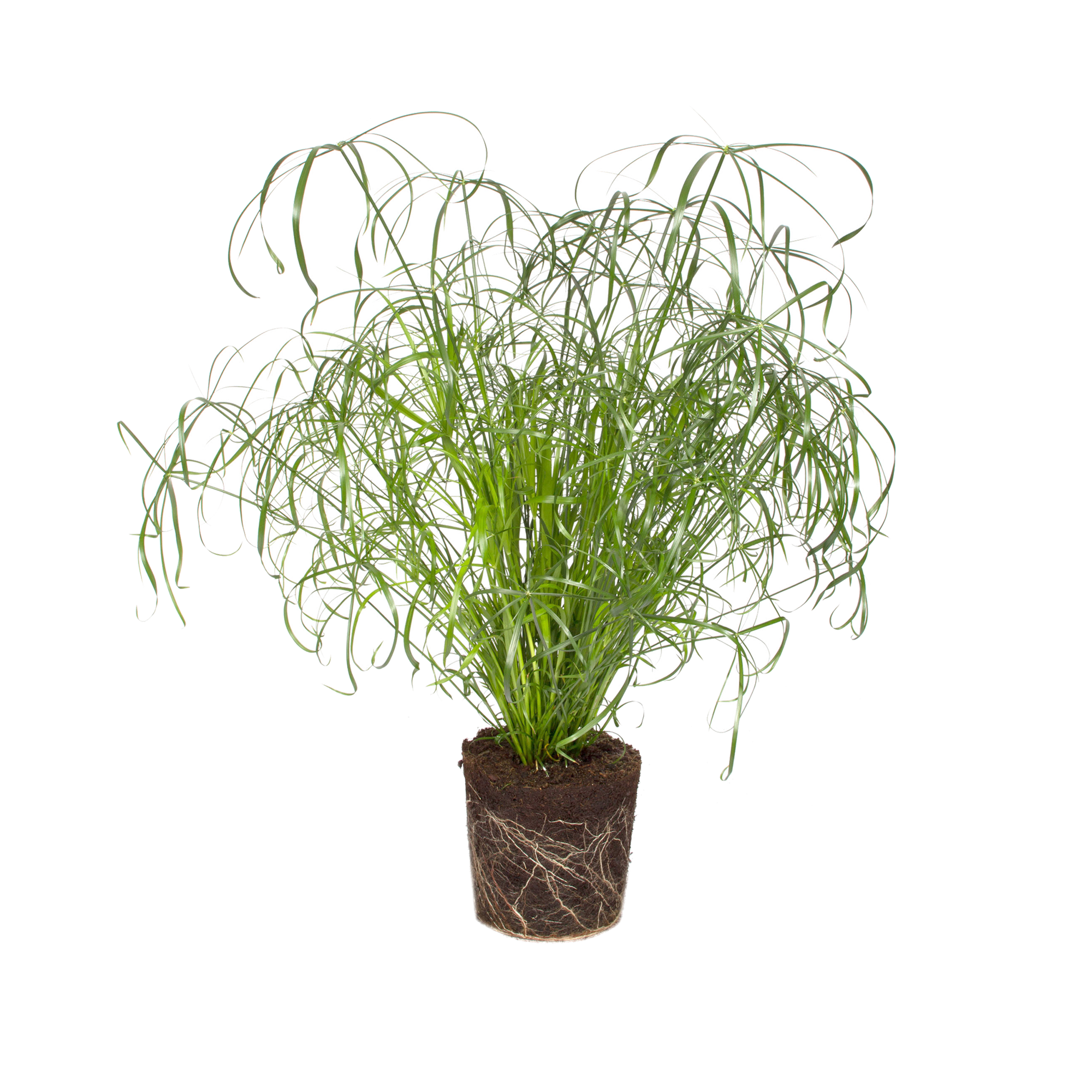 billietiae variegata 4