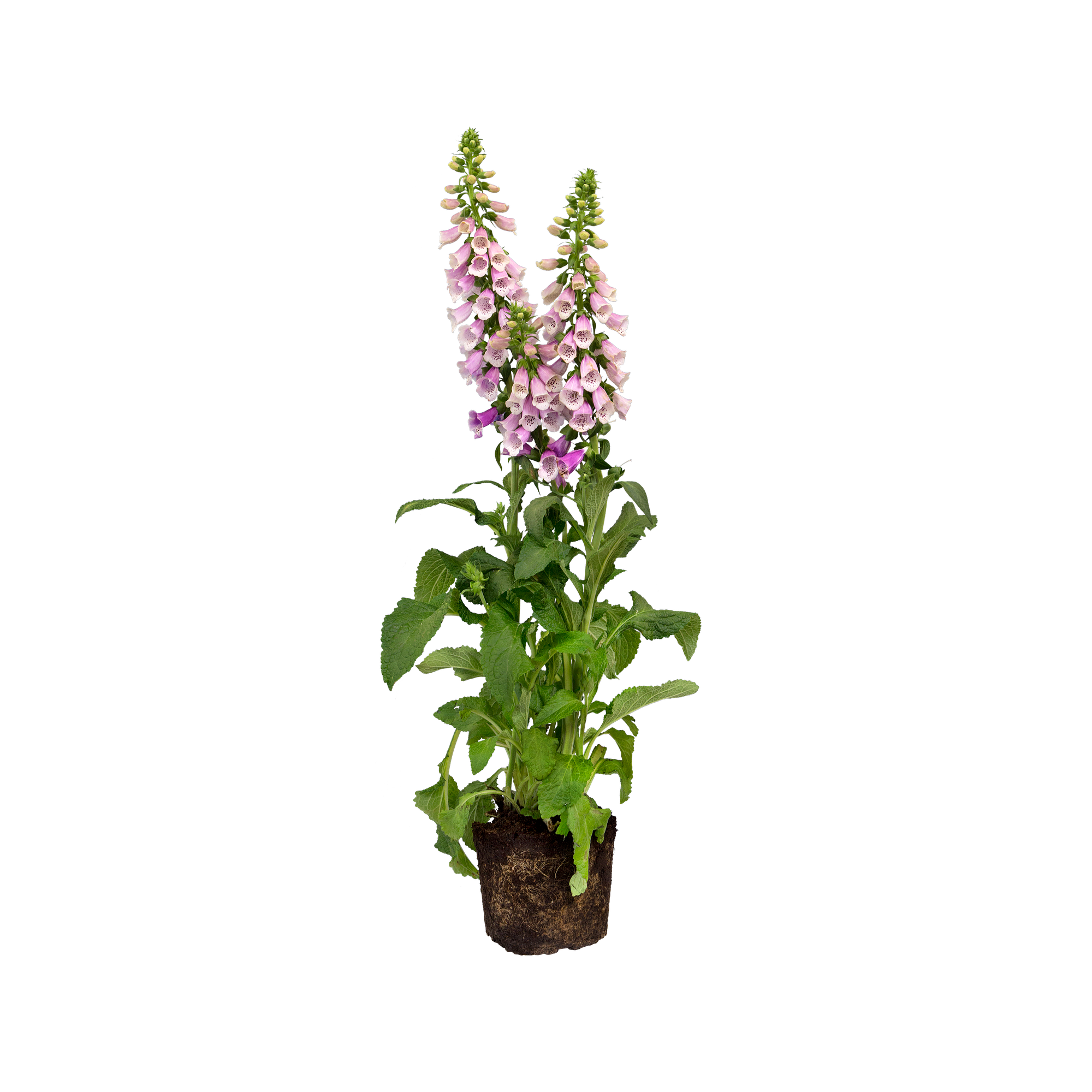 Foxglove Foxglove - elho - Give room to nature