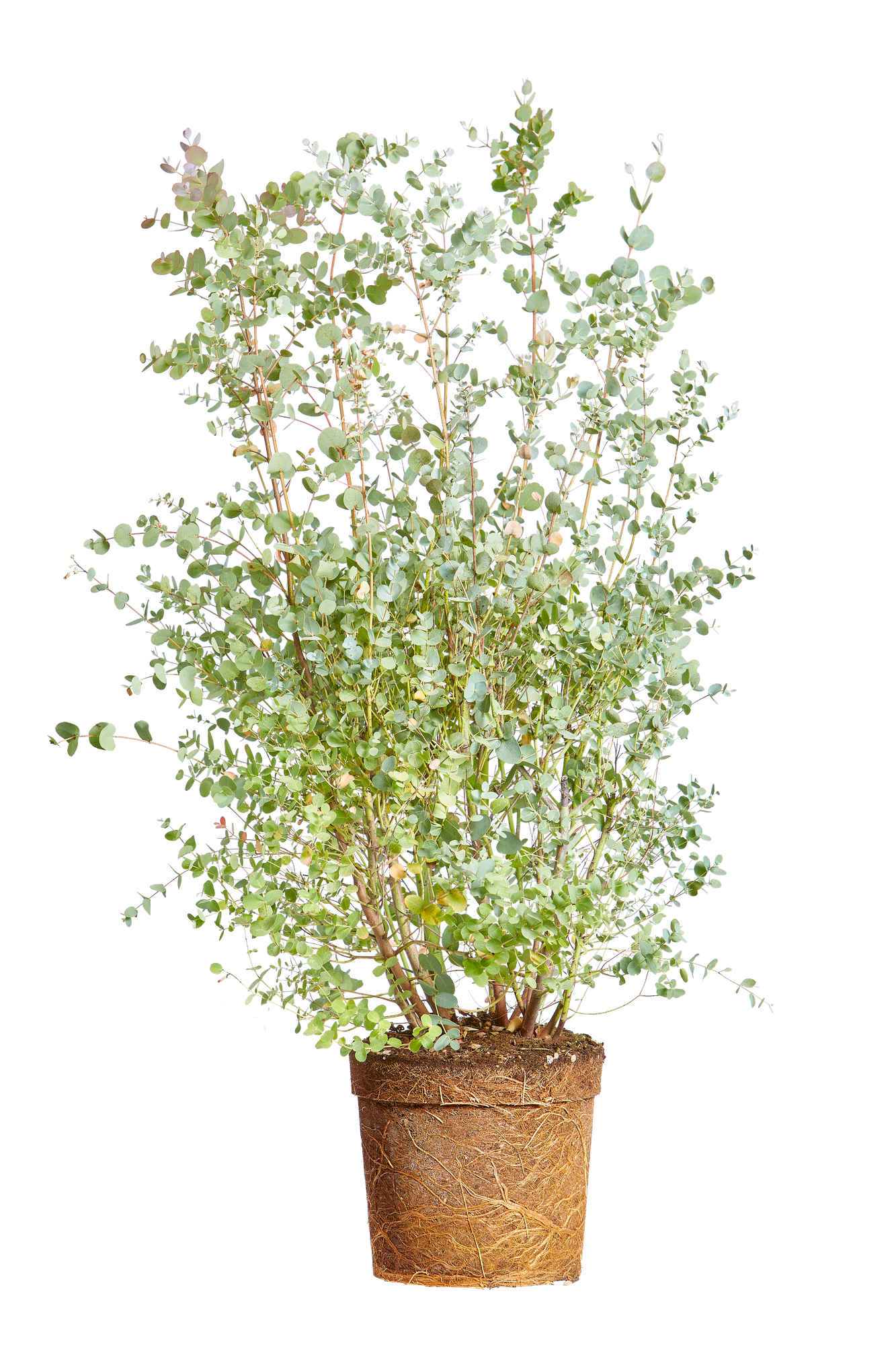nepeta cataria catnip plant Catnip Seeds for Planting main image 0