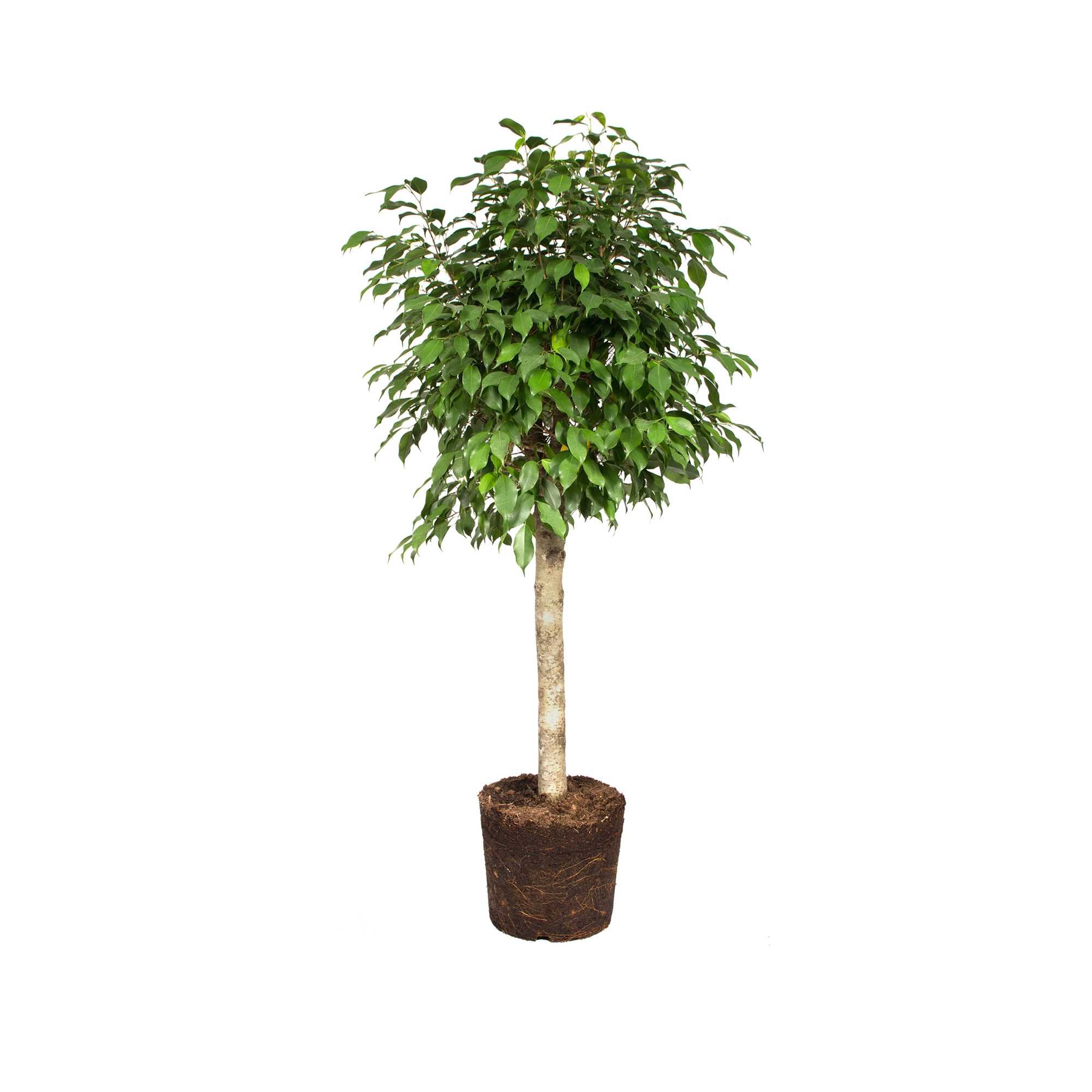 paludarium bonsai 20H Paludarium – Garden Aquaria main image 0