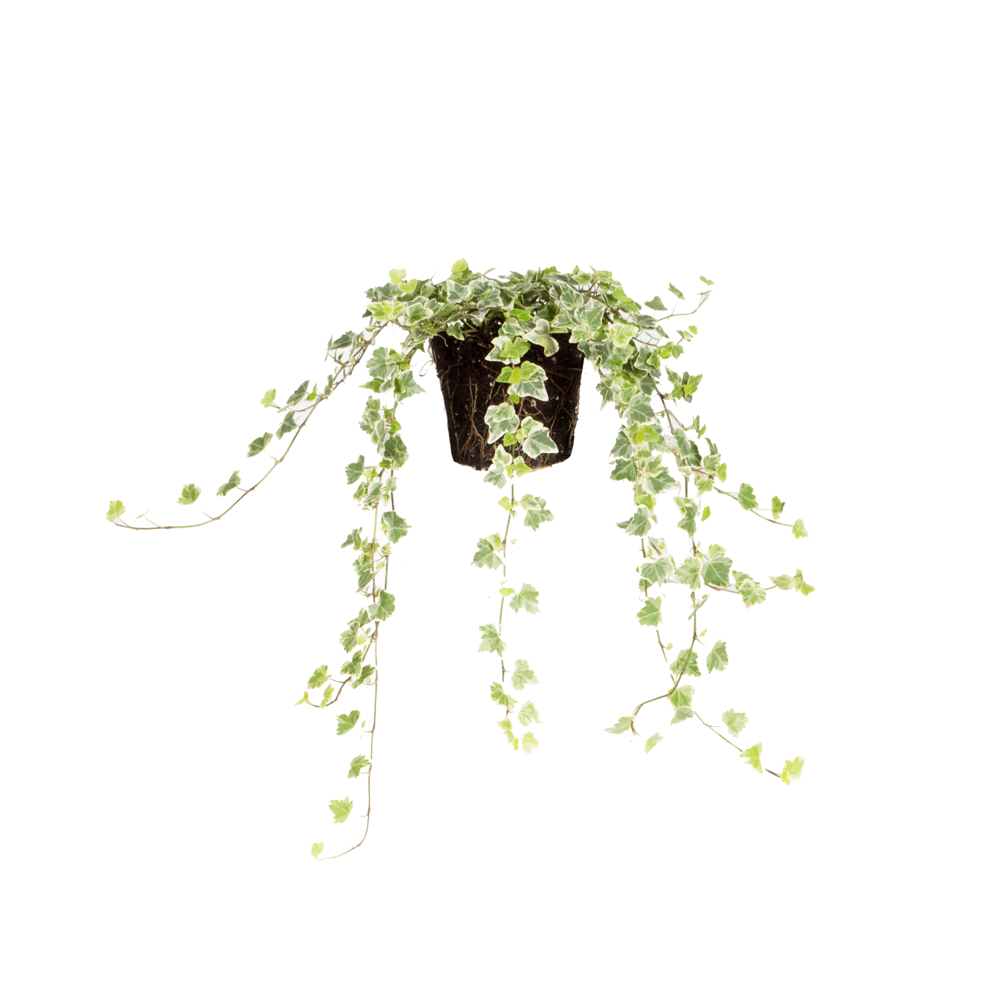 Klimplant Klimplant - elho - Give room to nature