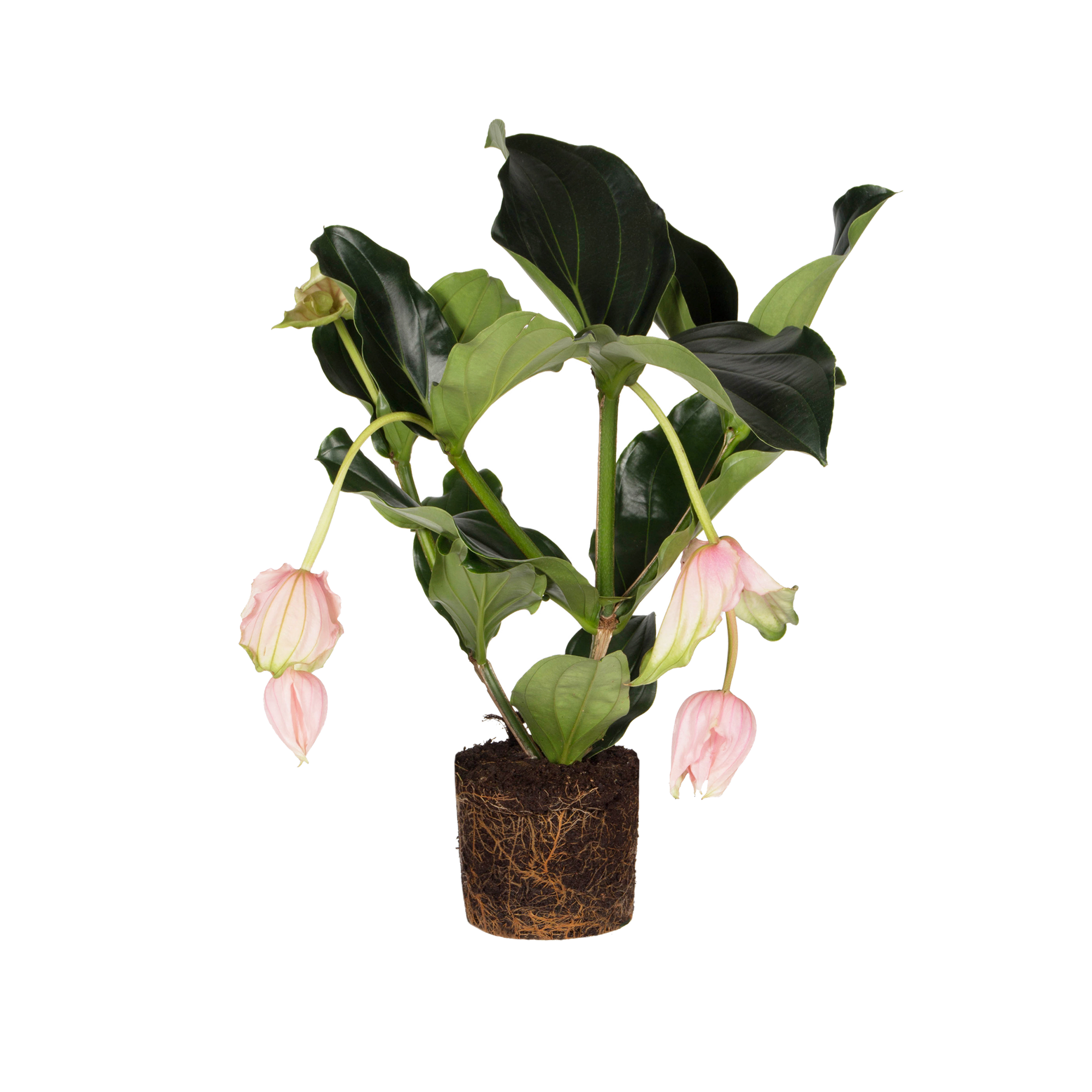Medinilla Medinilla - elho - Give room to nature