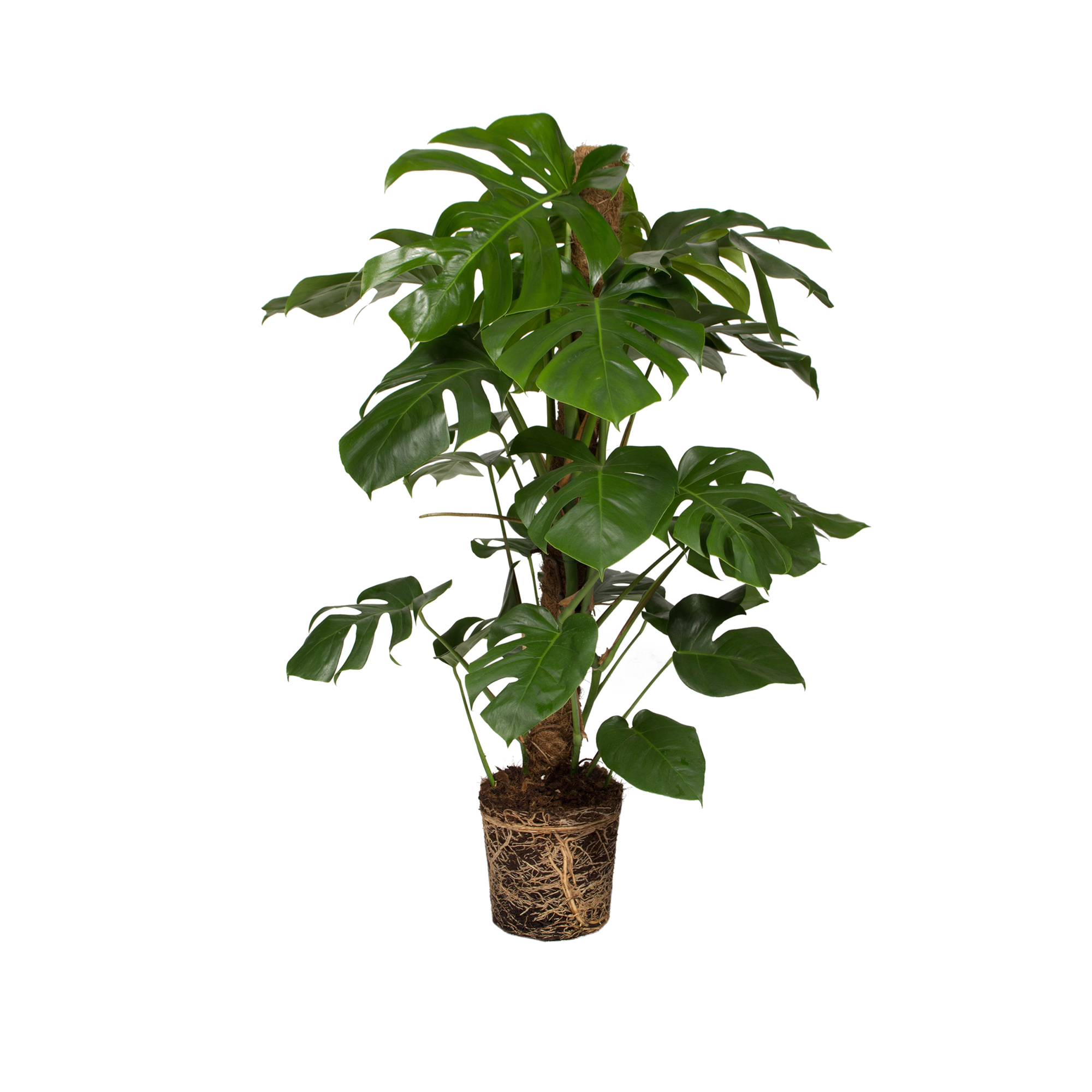 Faux philodendron Faux philodendron - elho - Give room to nature