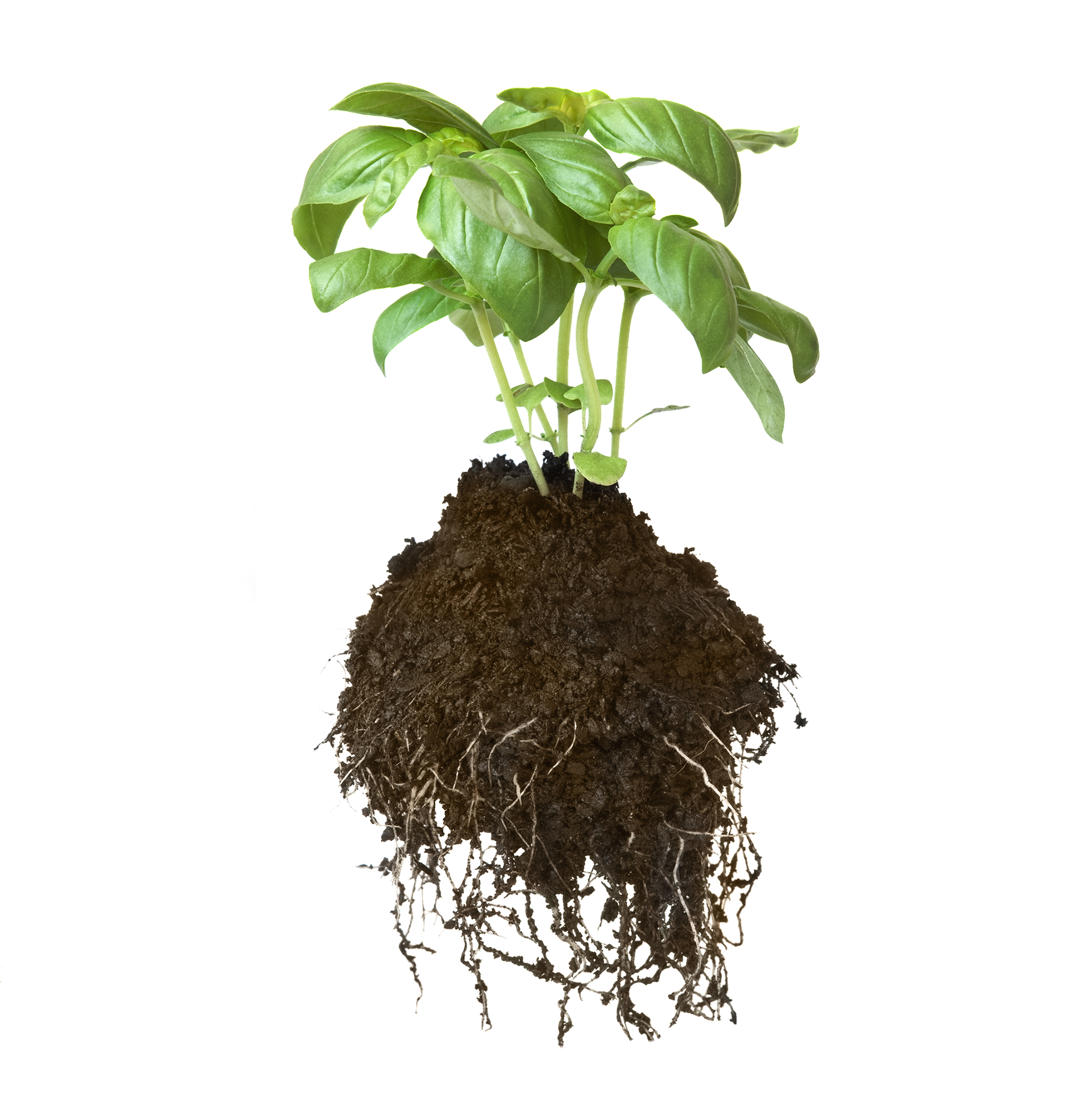 Basilico Basilico - elho® - Give room to nature