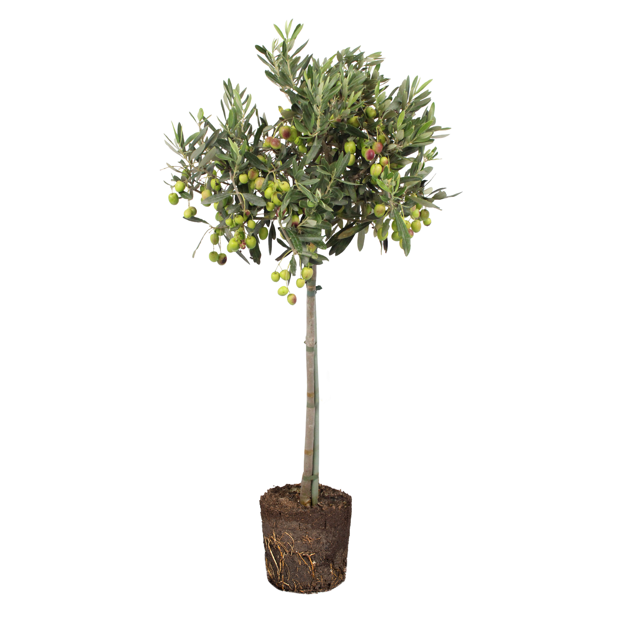 Olijfboom Olijfboom - elho - Give room to nature