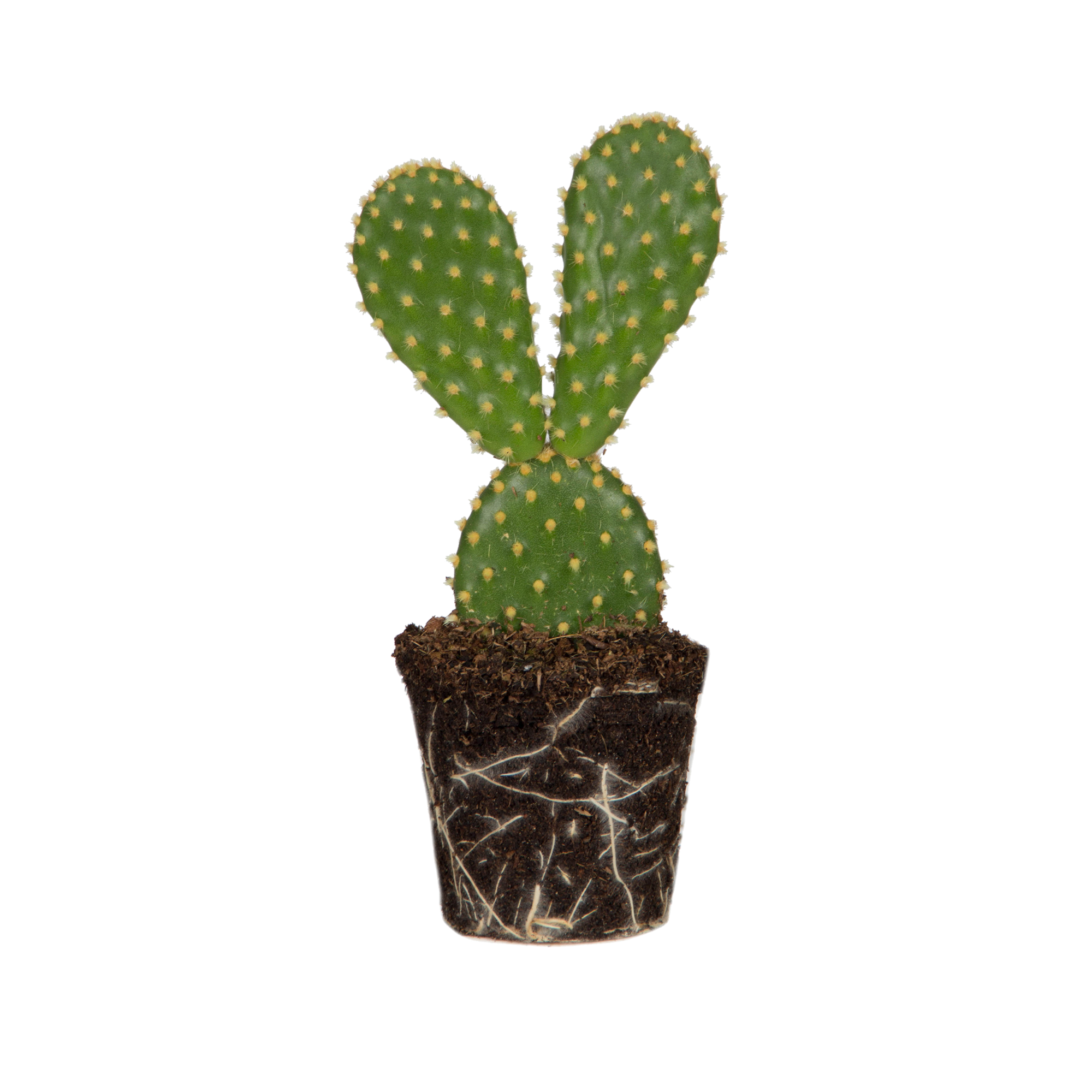 Bunny ears cactus Bunny ears cactus - elho - Give room to nature
