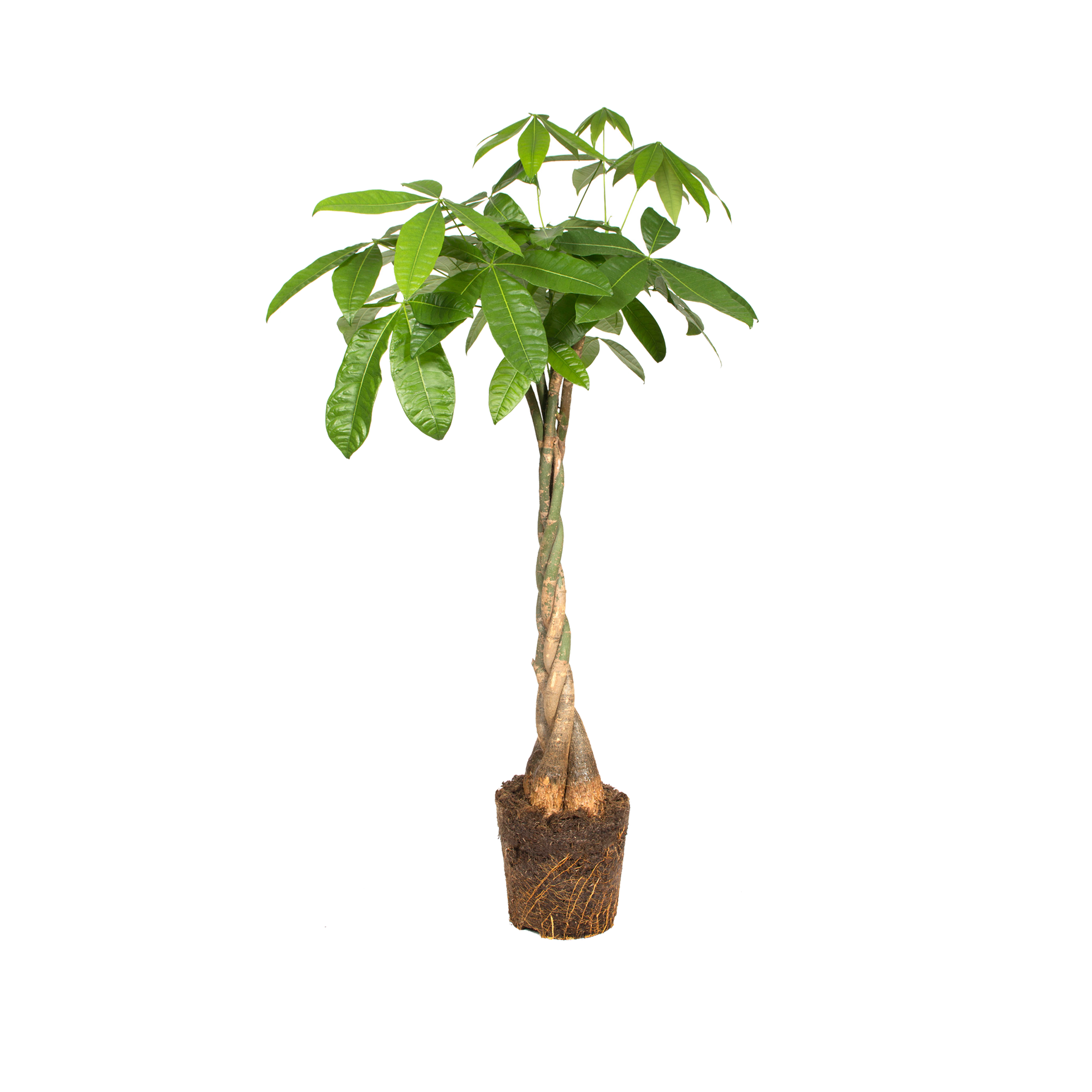 Geldbaum Geldbaum - elho - Give room to nature