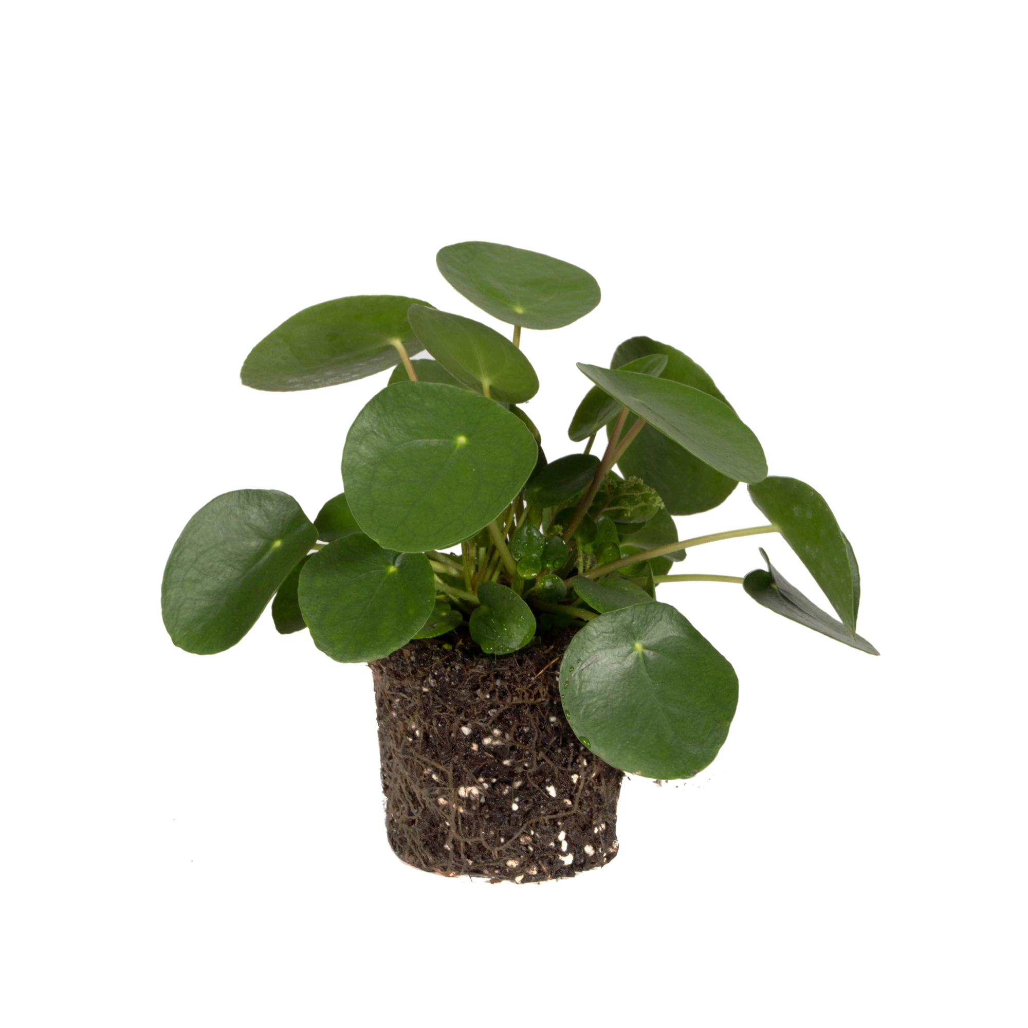 Pancake plant Pancake plant - elho - Give room to nature