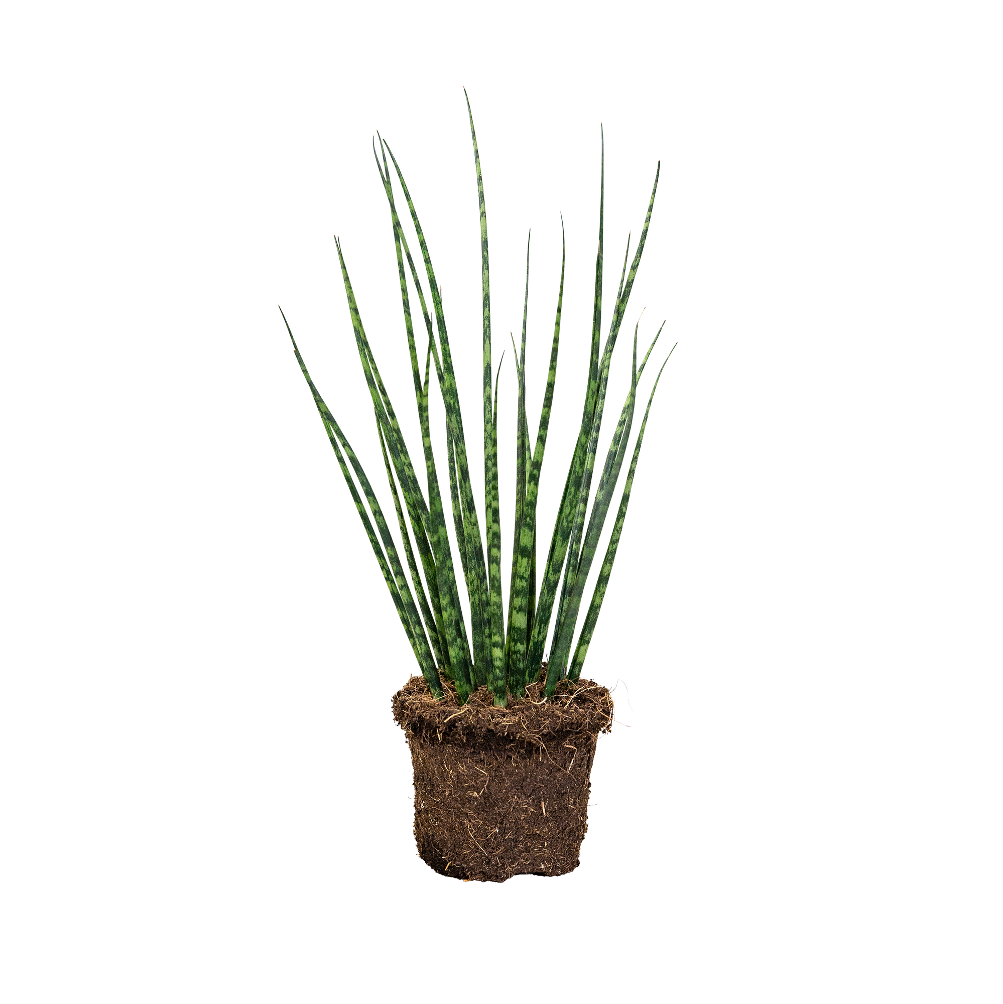 cylindrical snake plant or African spear cylindrical snake plant or African  spear - elho - Give room to nature