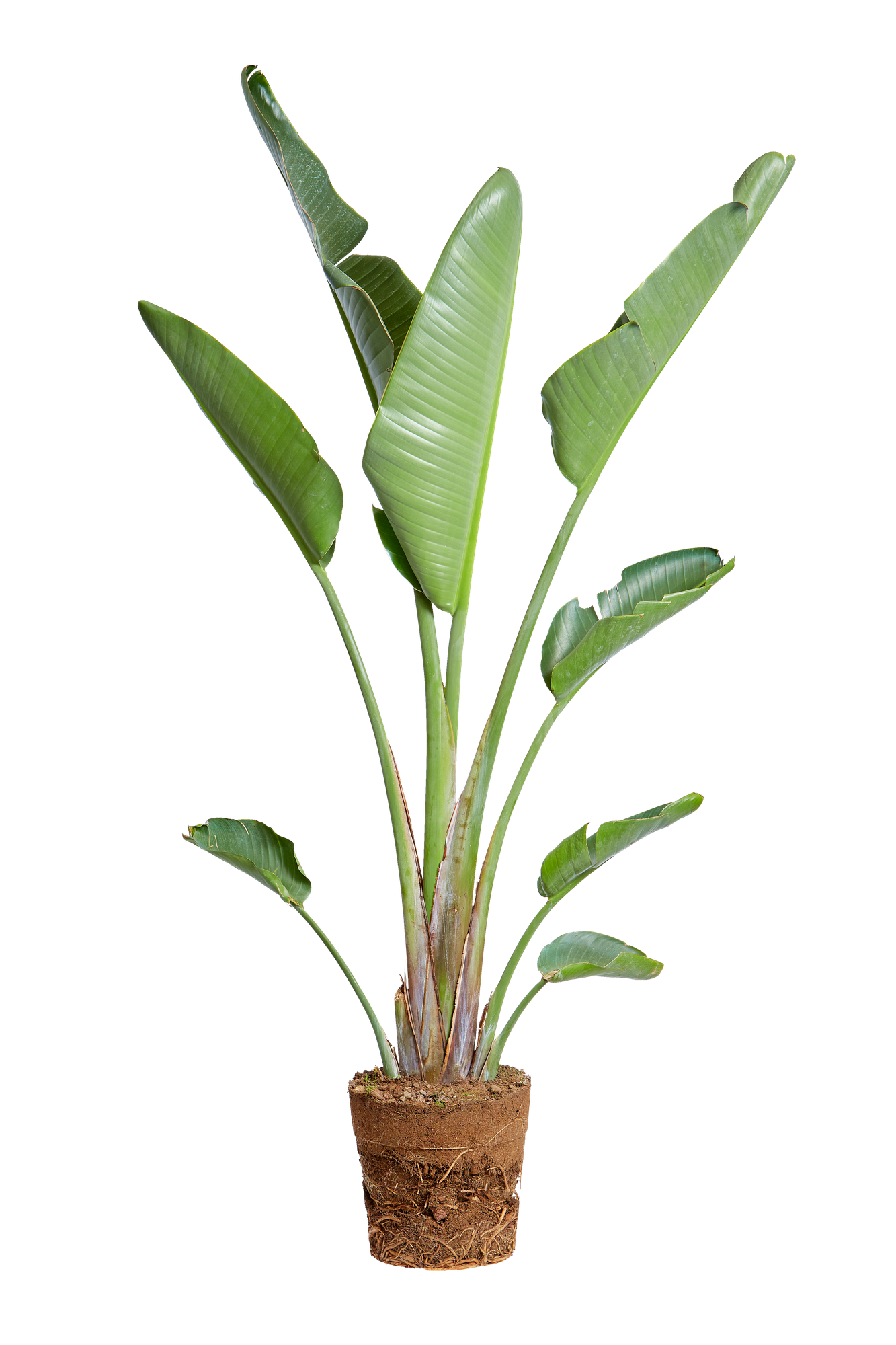 strelizia or birds of paradise strelizia or birds of paradise - elho -  Give room to nature