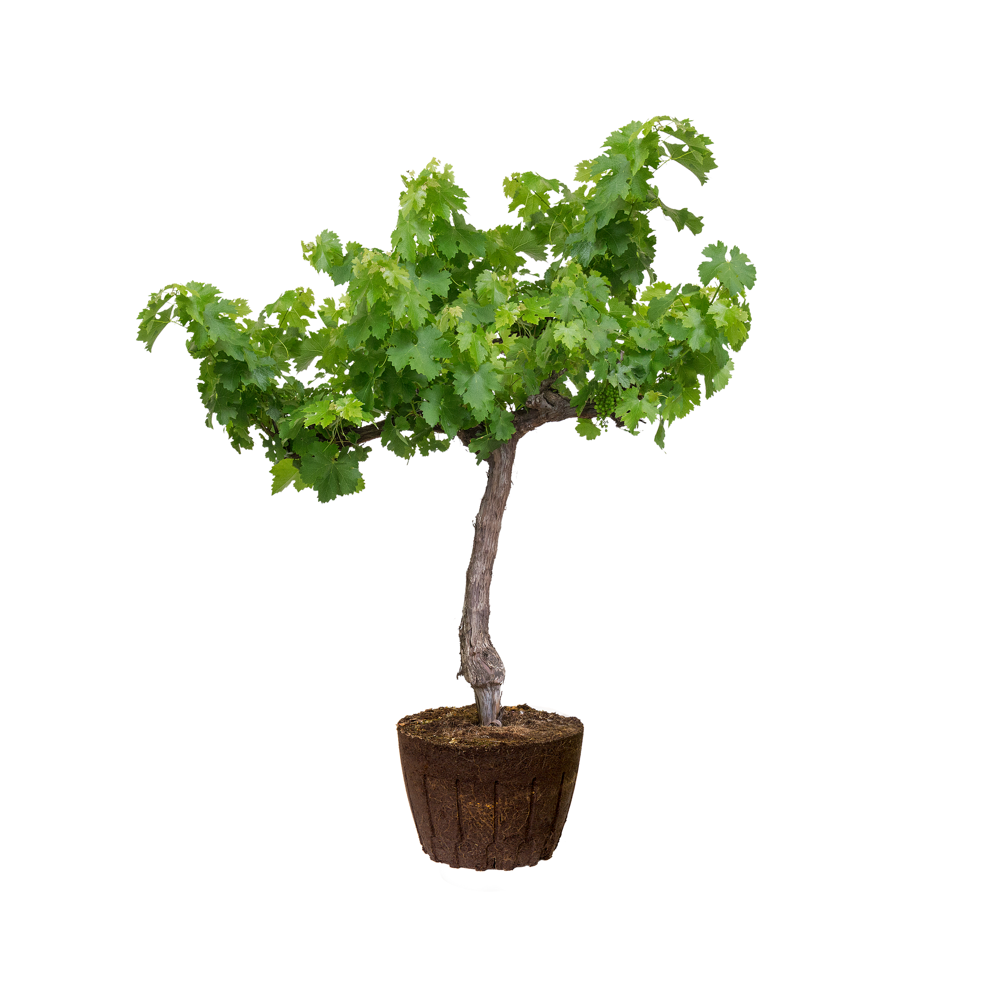 ist ficus ginseng ein bonsai Ficus Ginseng Bonsai – Urbane Eight Inc main image 1