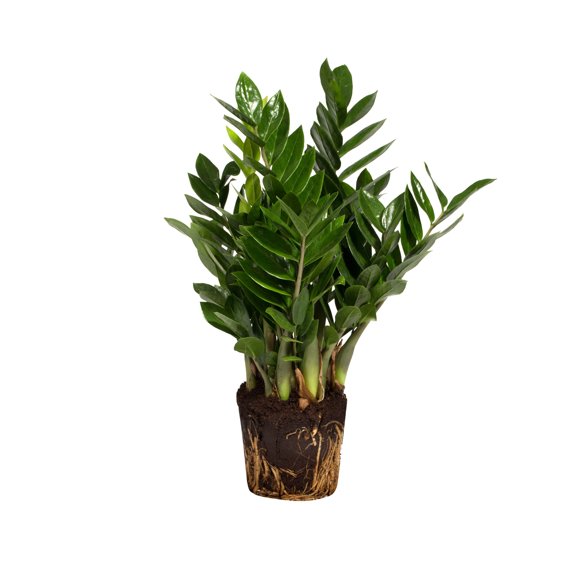 fabric for planters Lokelani Fabric Planter