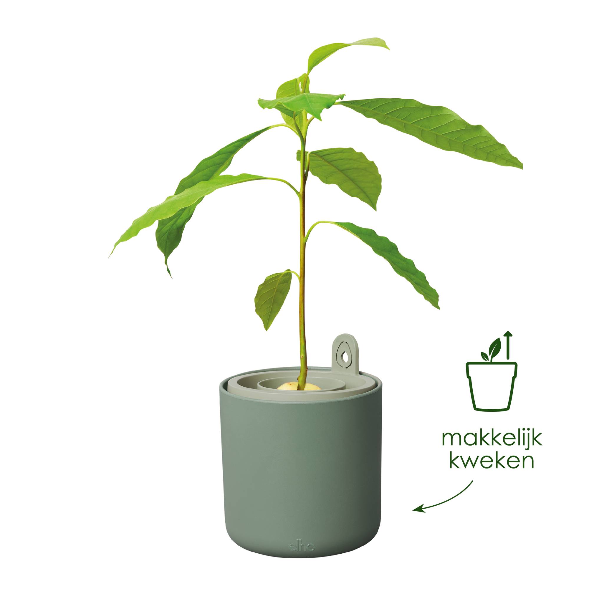 Avocadospruiten Zaailingen Van Avocado De Jonge Bomen In Potten Op Venstervensterbank Groene Huisinstallatie Verschillende Soorten Image152779213