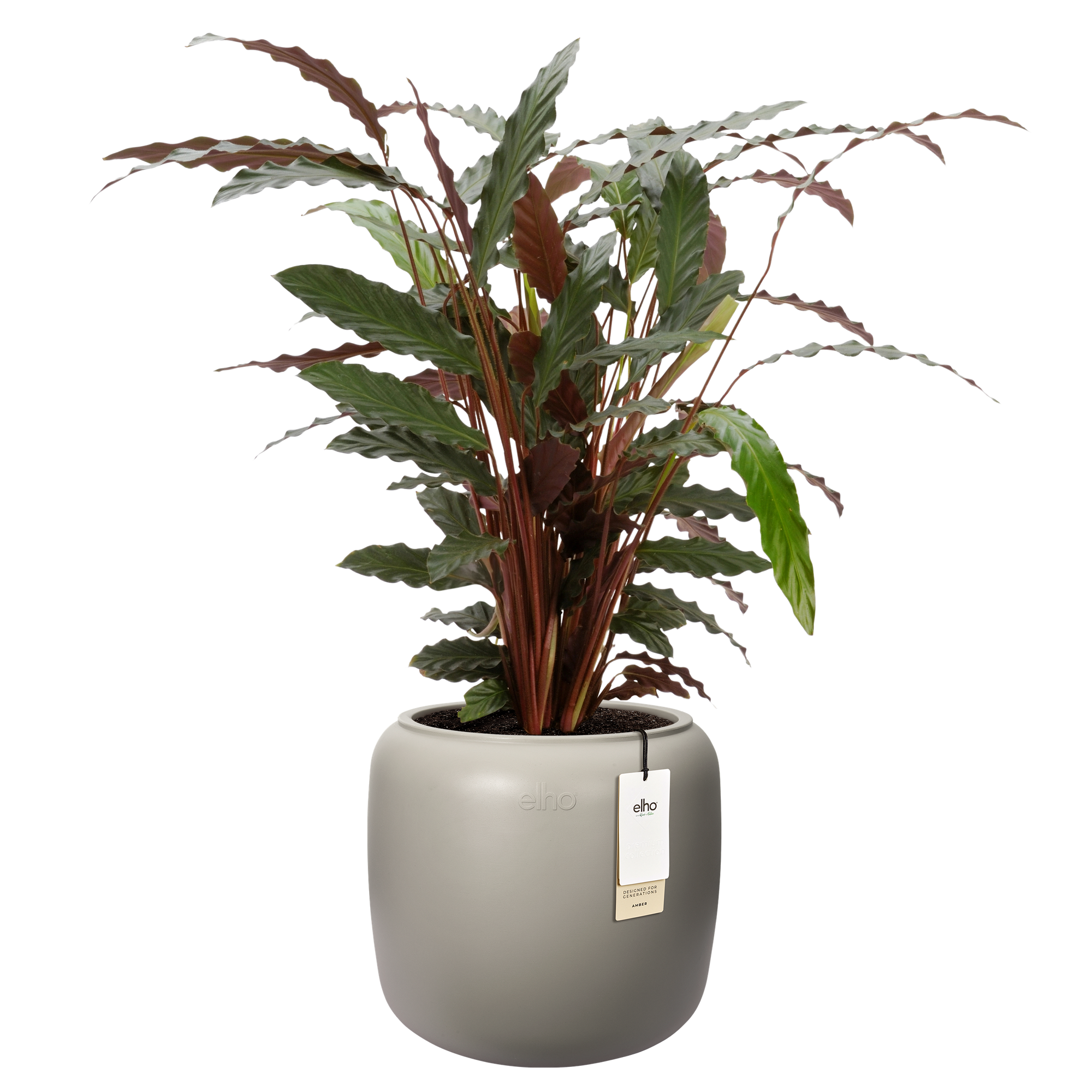 calathea triostar stromanthe Stromanthe Sanguinea Triostar | Calathea Triostar