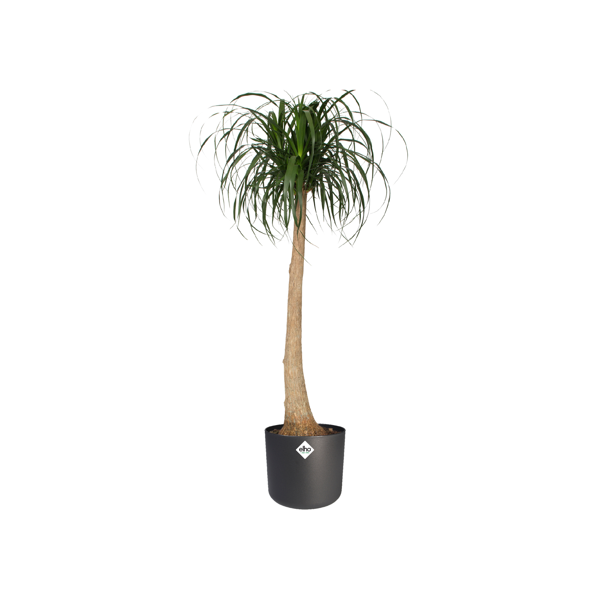 Elho - Cache pot de fleur rond en polyéthylène gris anthracite Ø 30 cm -  Poterie, bac à fleurs - Rue du Commerce