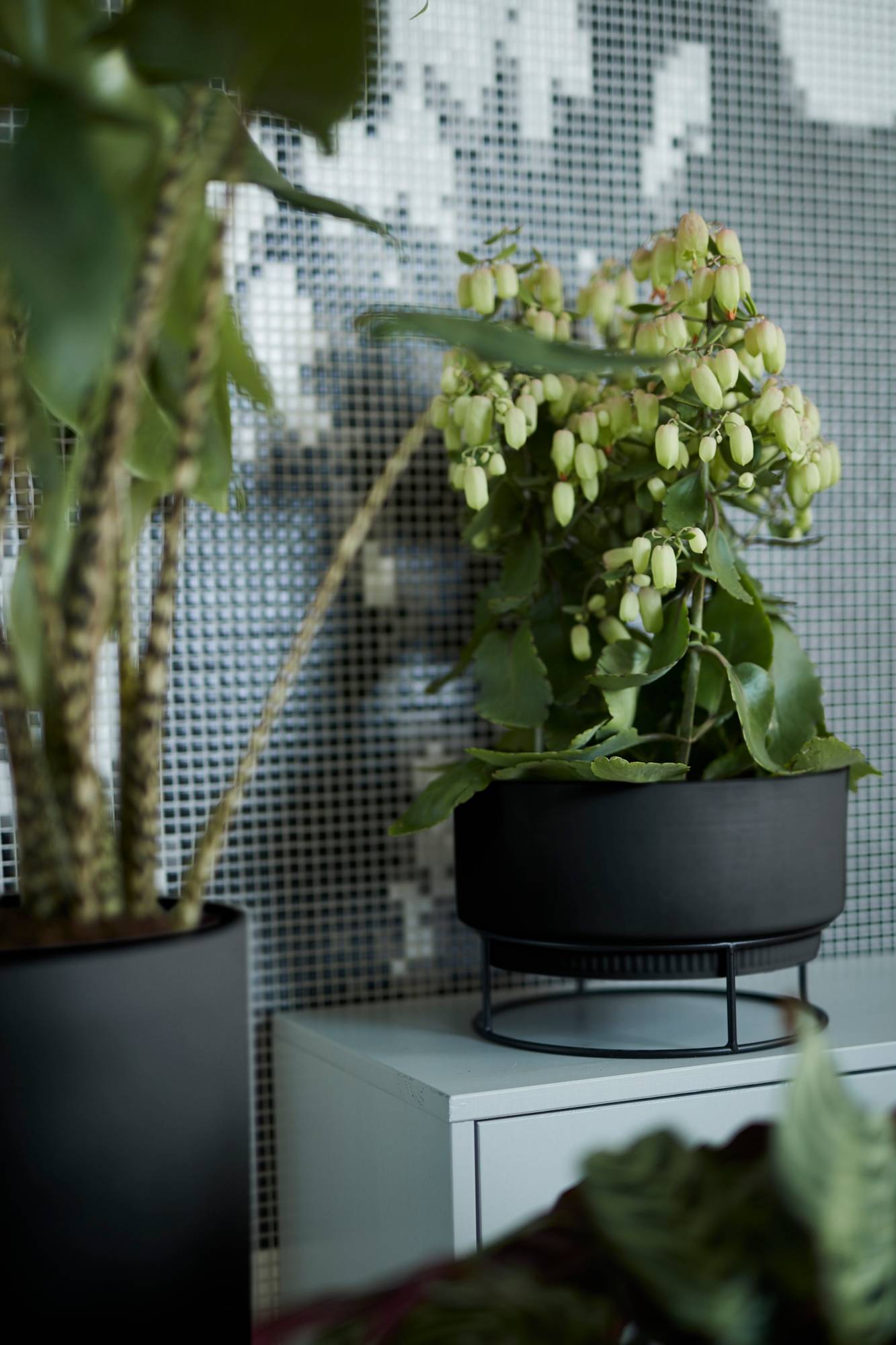 b.for studio coupe 30cm living noir - elho® - Give room to nature