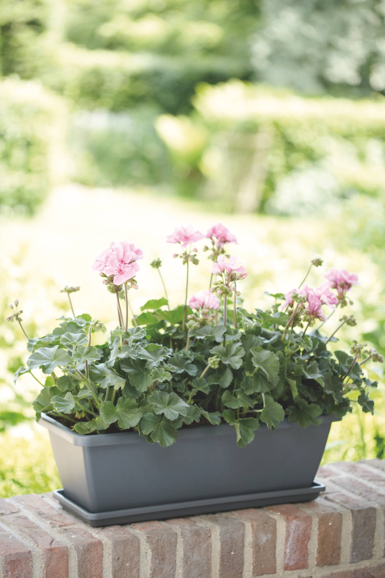 blumenstnder porta Blumenstnder aus Eiche naturgelt  Schweng Shop