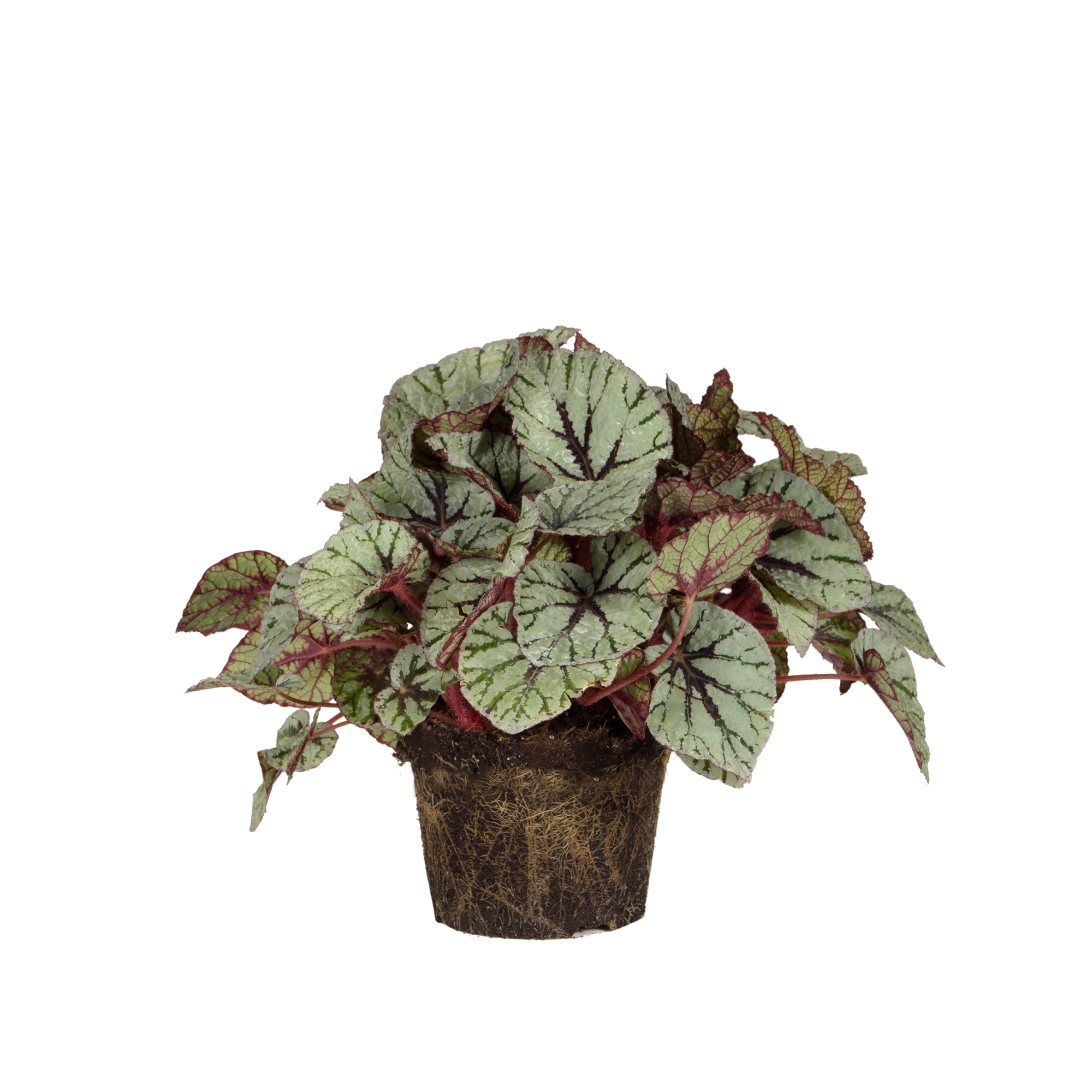Begonia rex Begonia de hoja - elho® - Give room to nature