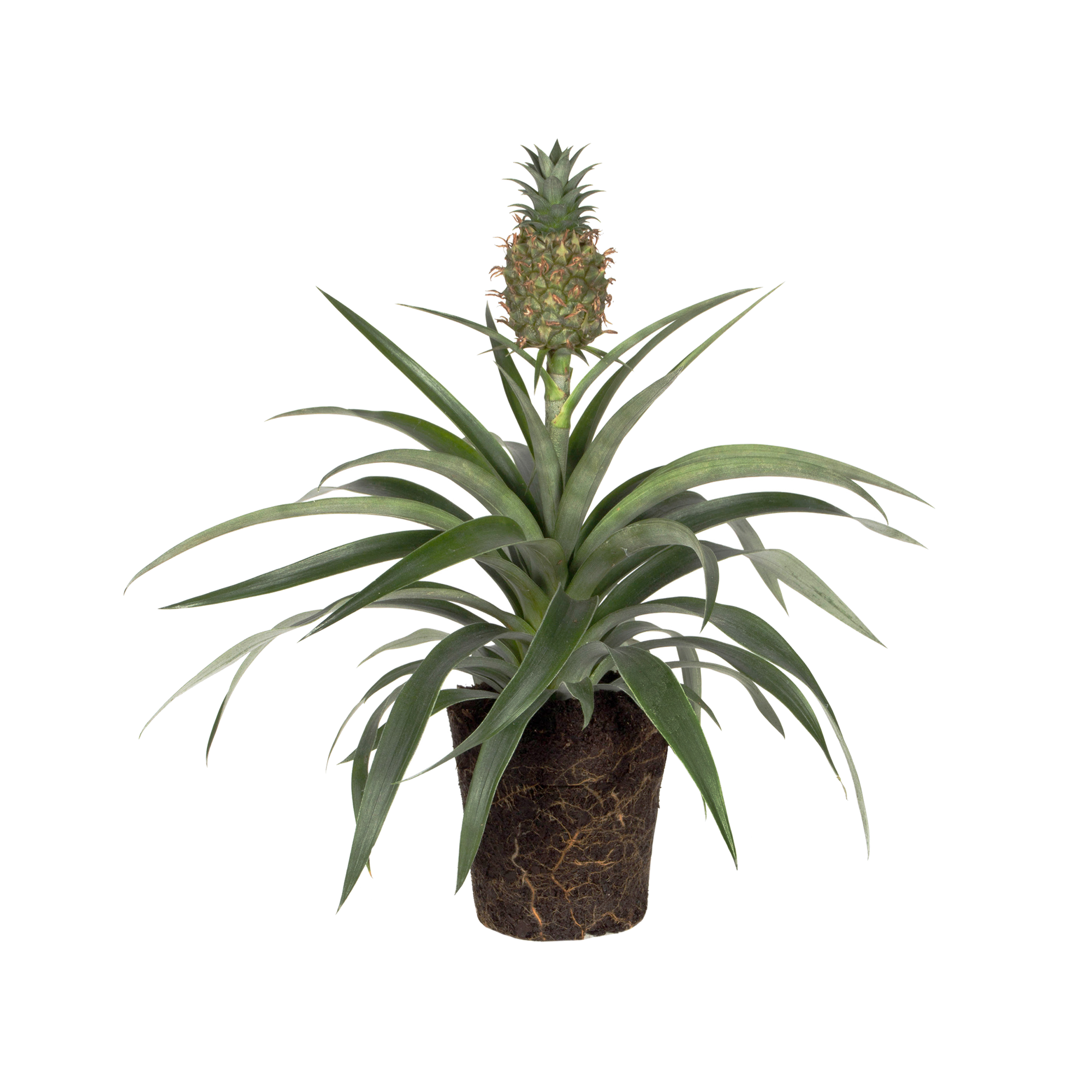 Hulpeloosheid Uittreksel oneerlijk Bromelia Corona Ananasplant - elho® - Give room to nature