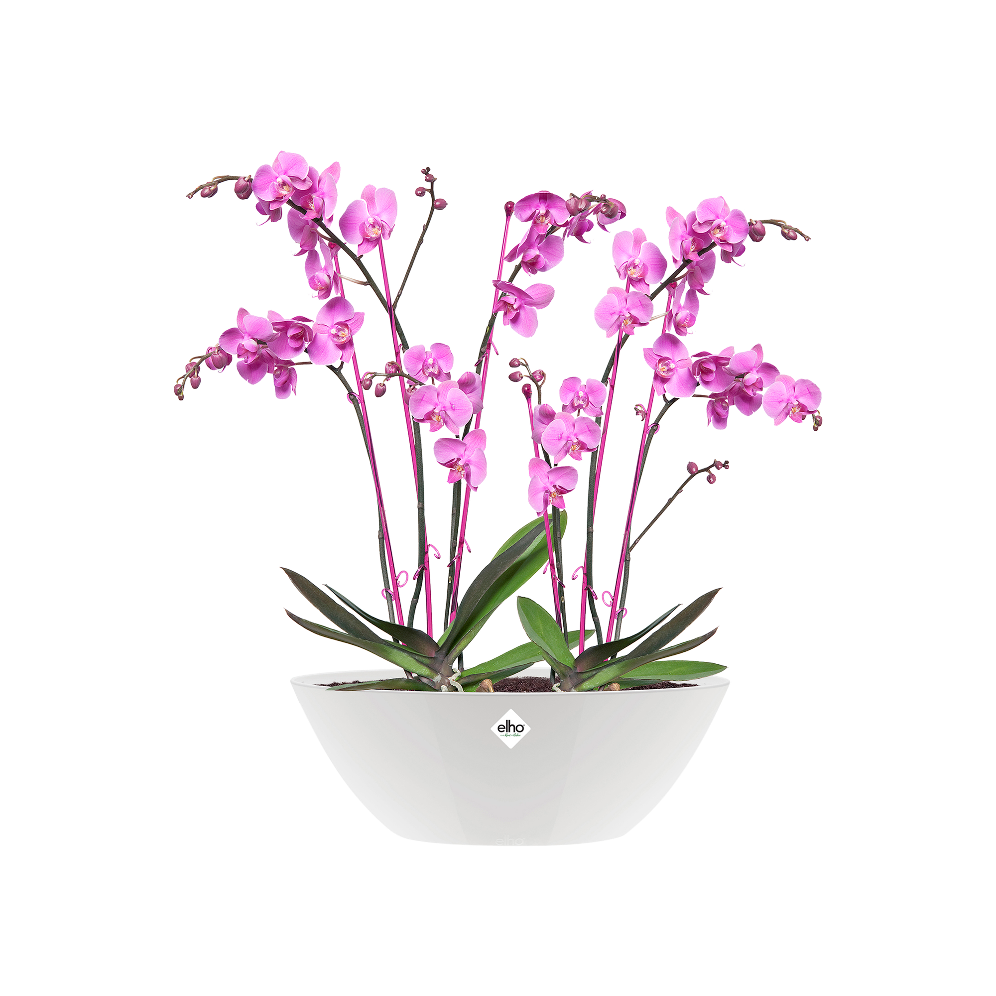 elho Brussels Round 16 - Vaso da fiori per interni, 16,0 x 14,7 cm, marrone/marrone biscotto