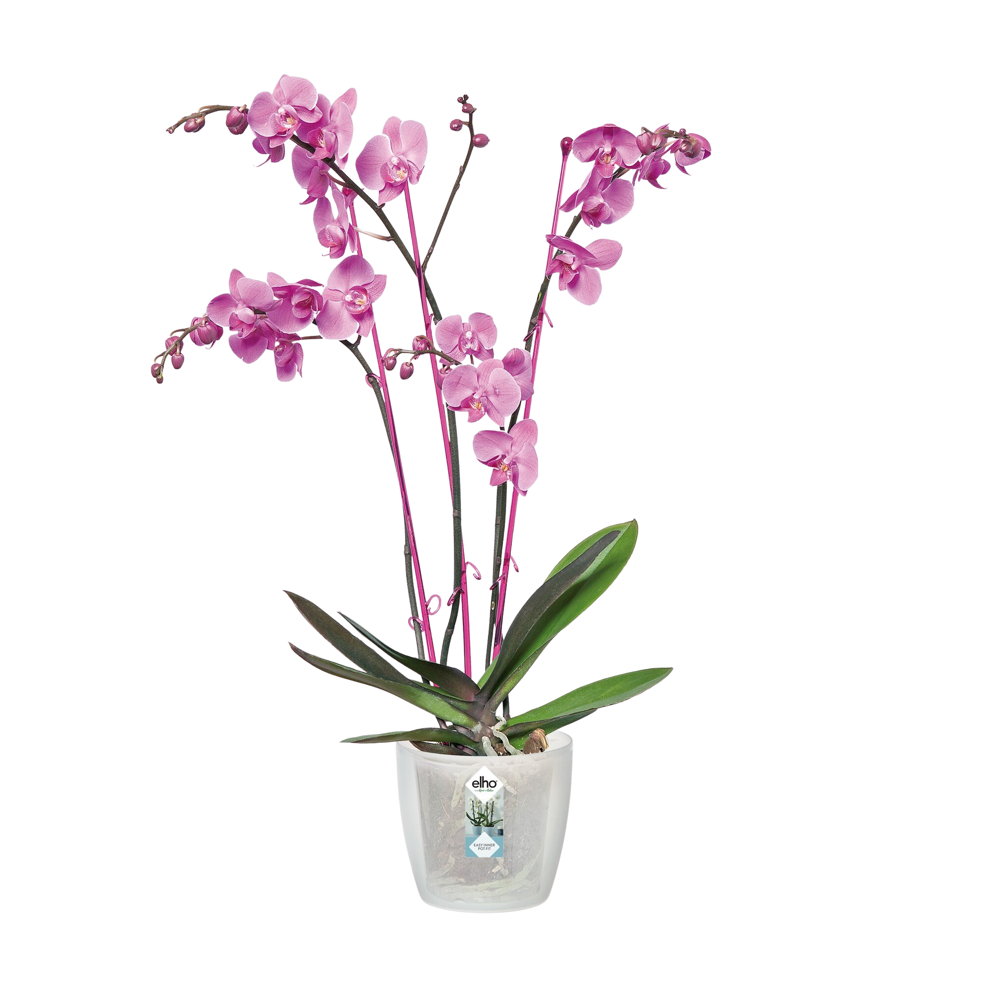 Elho Orchideco Schmetterling – Transparenter Stab Zum Stützen Von Orchideen, Mit Befestigungsklammern, Höhe 53,2 Cm