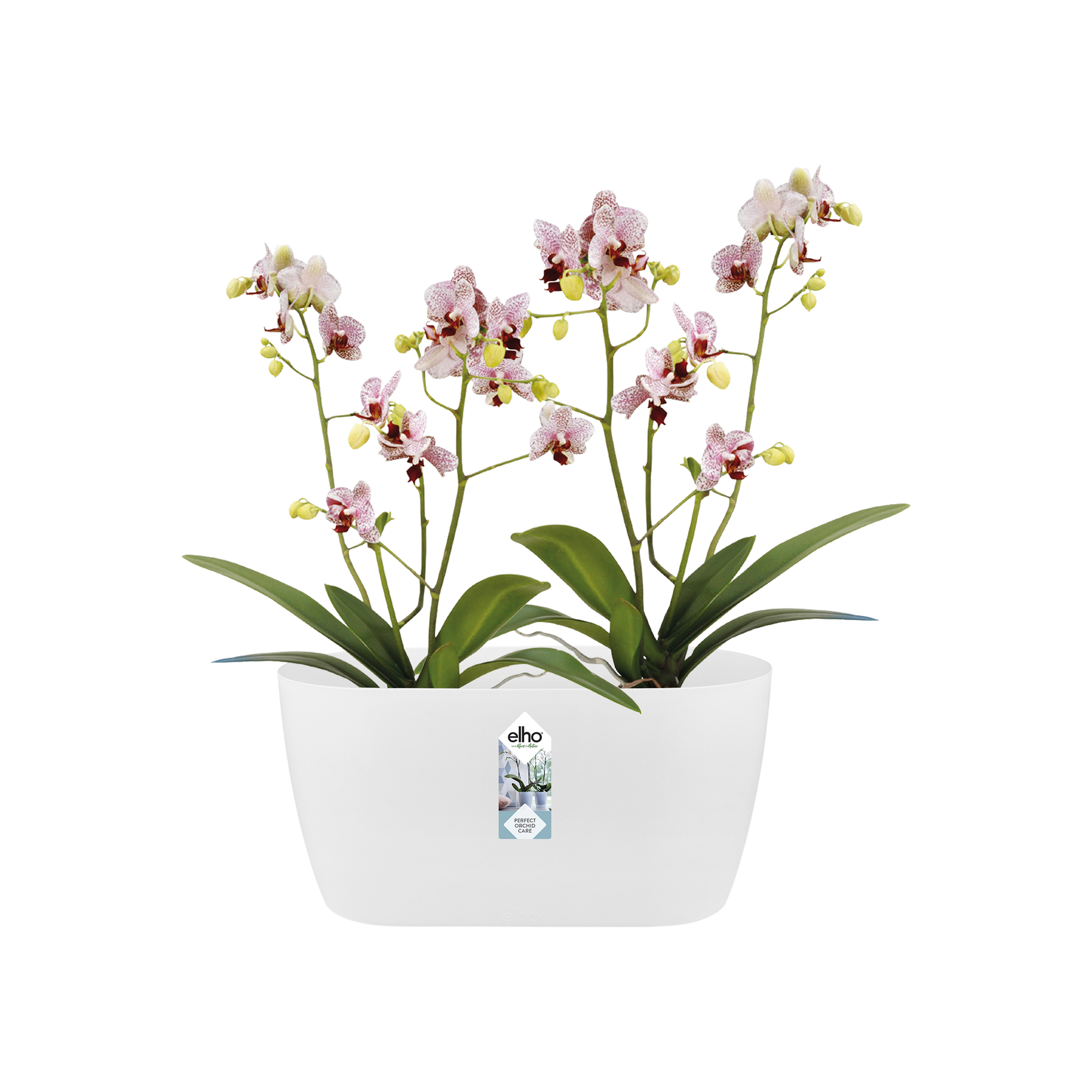 Orchideen exotische Sondersorten Mix 12 cm Topf von Globus Baumarkt für 6,99 € ansehen