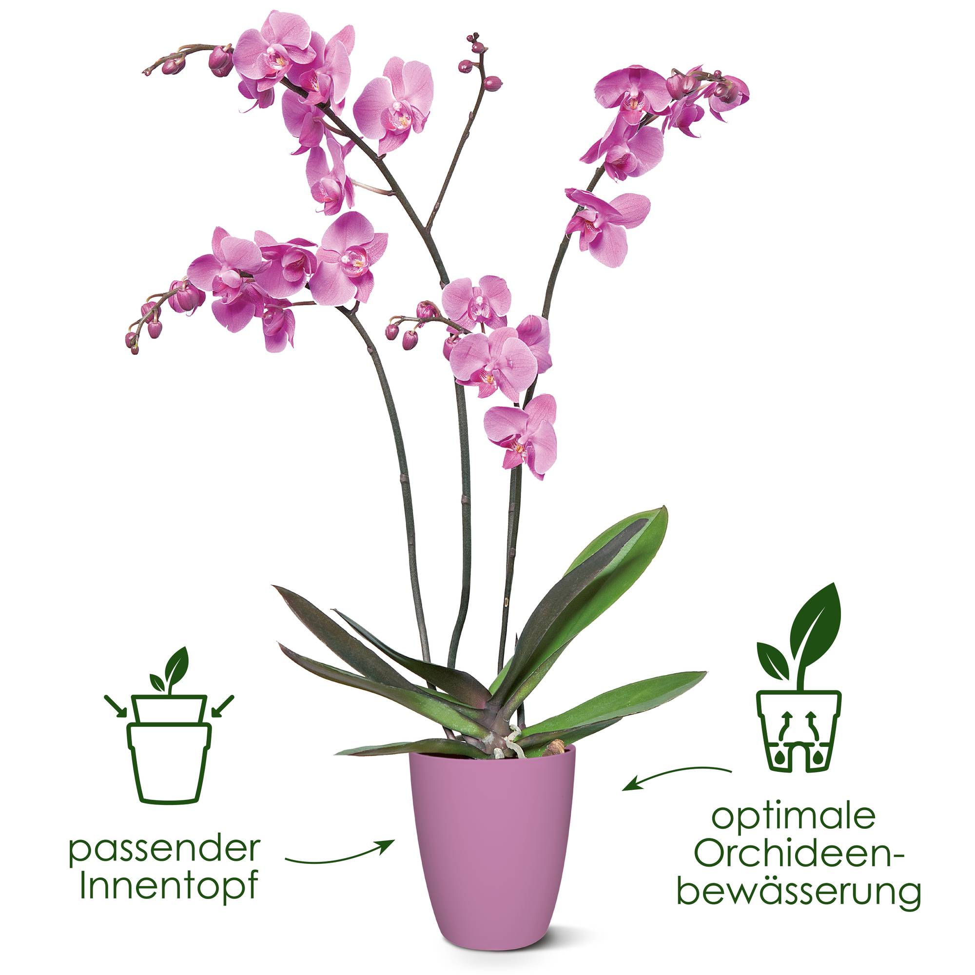GreenBrokers Künstliche Orchidee In Schwarzem Keramiktopf – 60 Cm Hoch, Real Touch Technologie, Pflegeleicht In Deep Pink