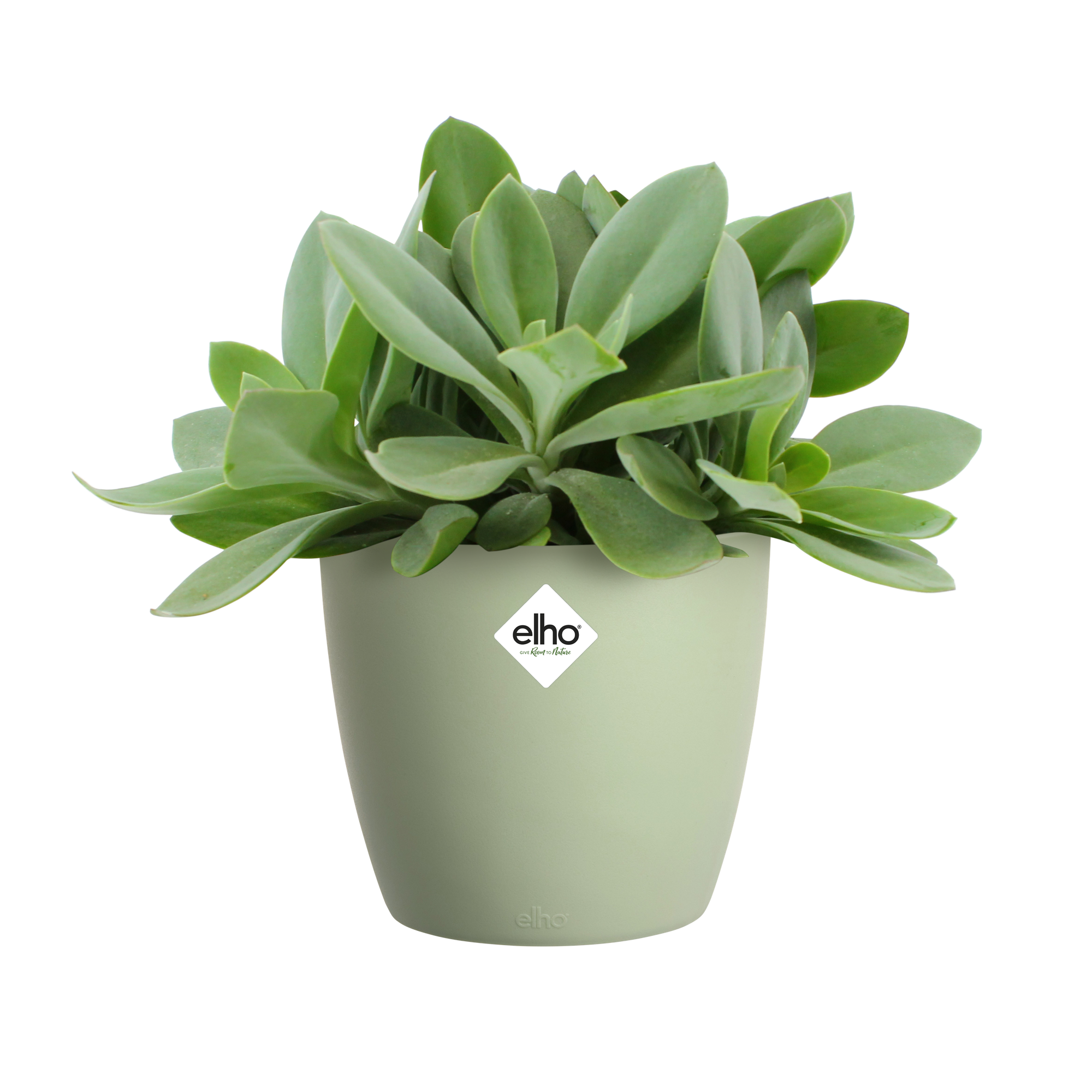 Elho Brussels Rund Mini Blumentopf – 10 X 8,9 Cm, Aus Recyceltem Plastik, Für Drinnen In Grün/Sorbet