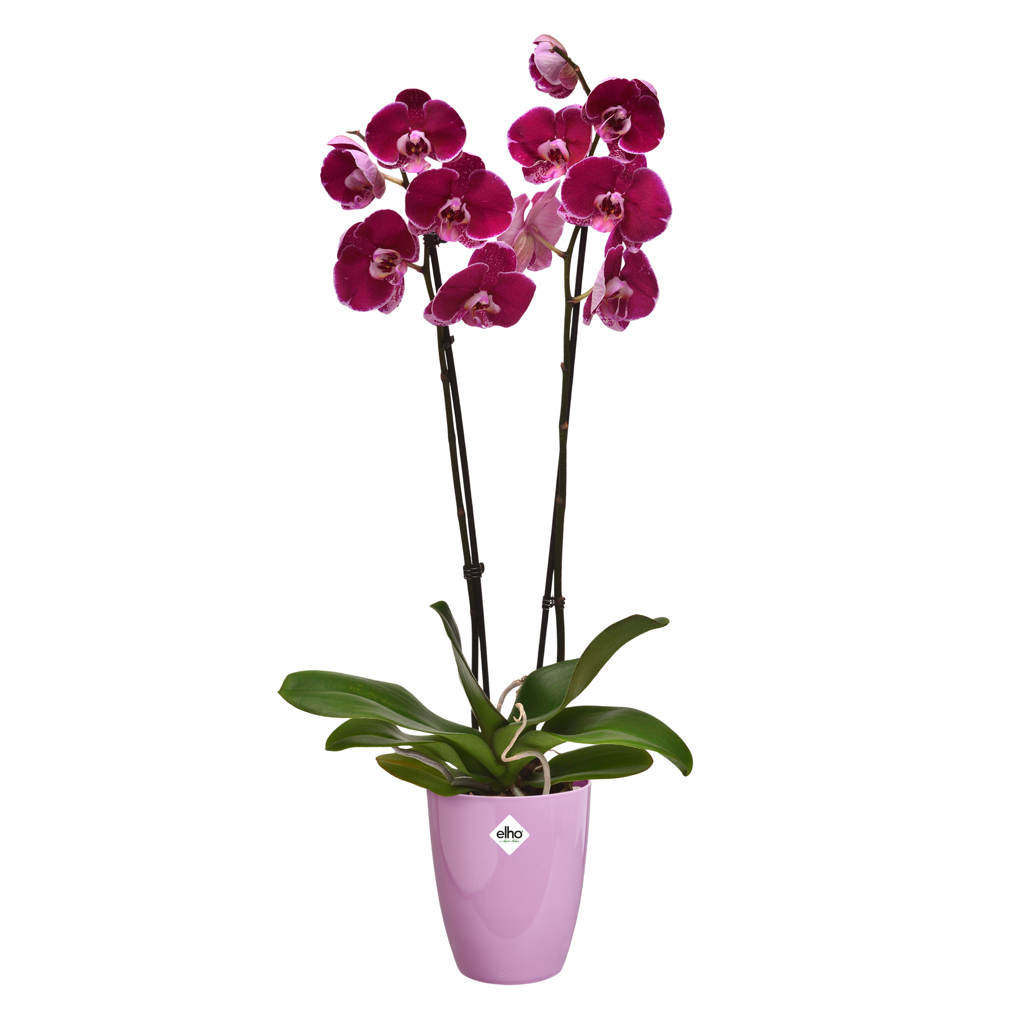 Cache-pot Brussels Orchidées haut Ø 12,5 x H 15,2 cm Polypropylène injecté  : Elho ELHO jardin - botanic®